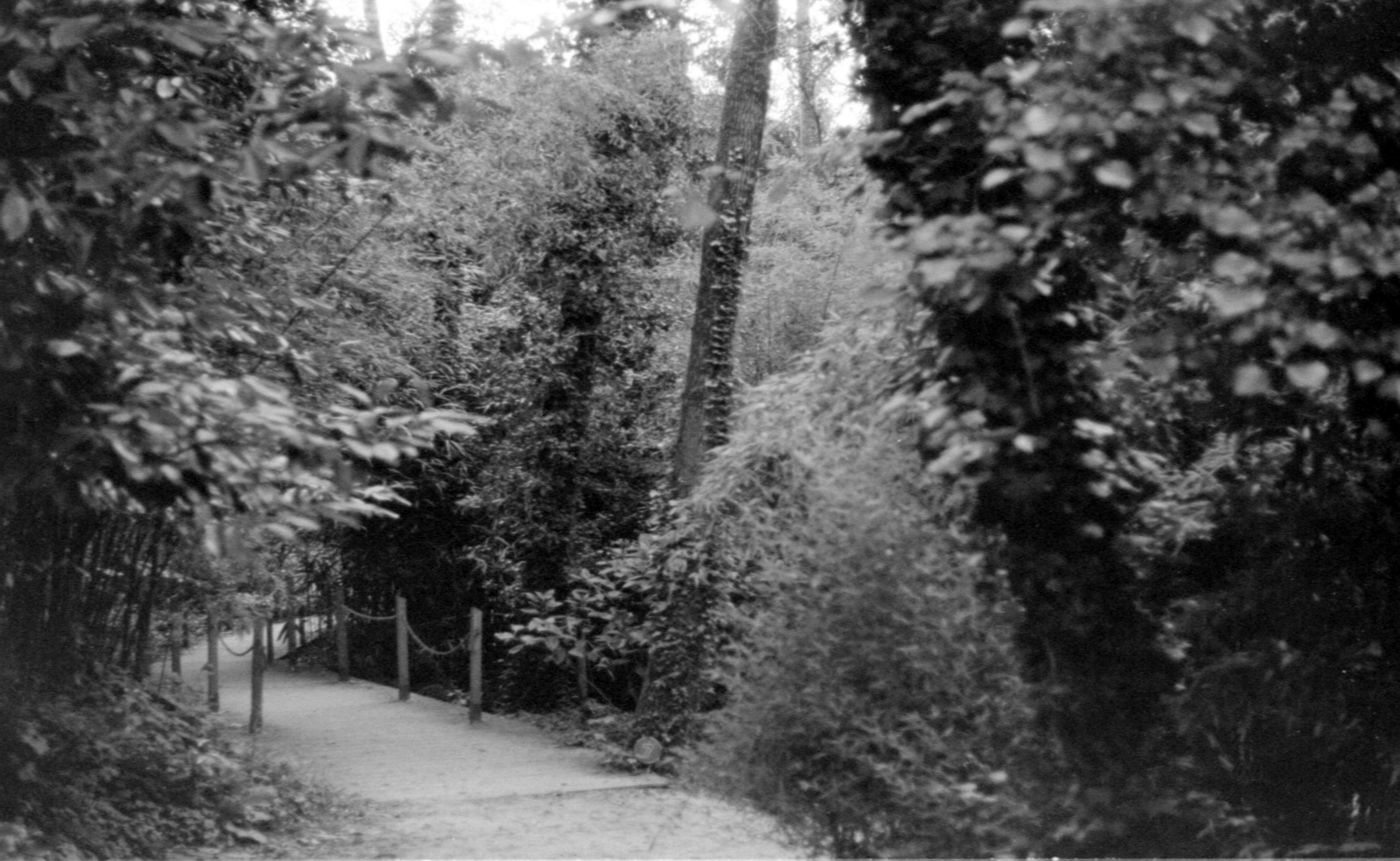 桌面上的壁纸树木 森林 久远