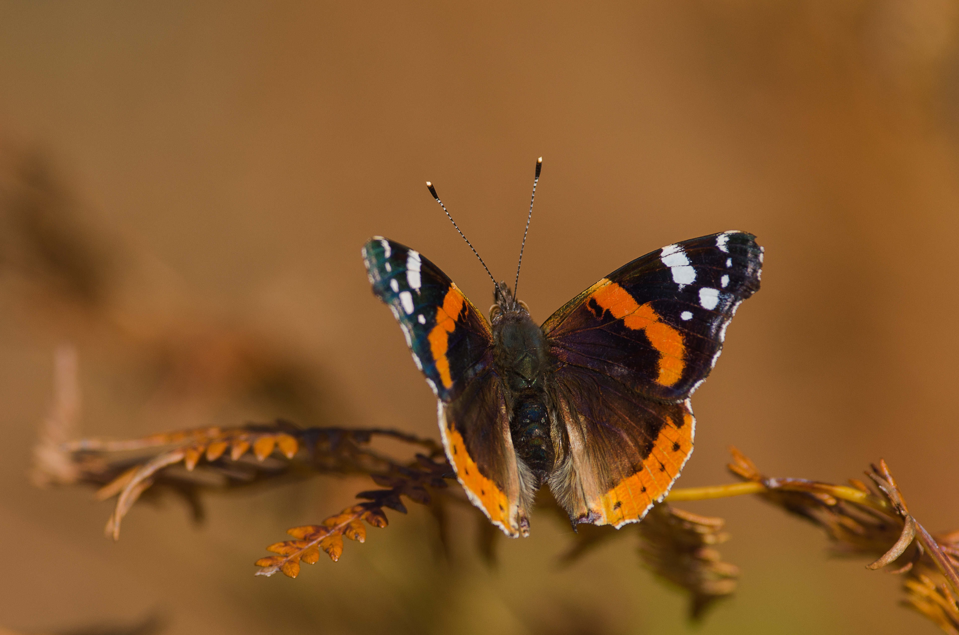 Free photo A butterfly demonstrates a pattern on its wings