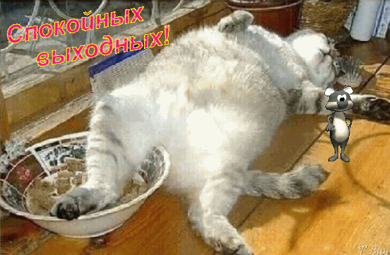 主题为周末愿望 休息日 猫的明信片免费下载