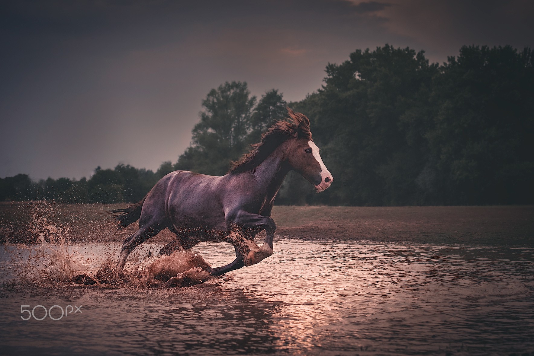 A horse in the water