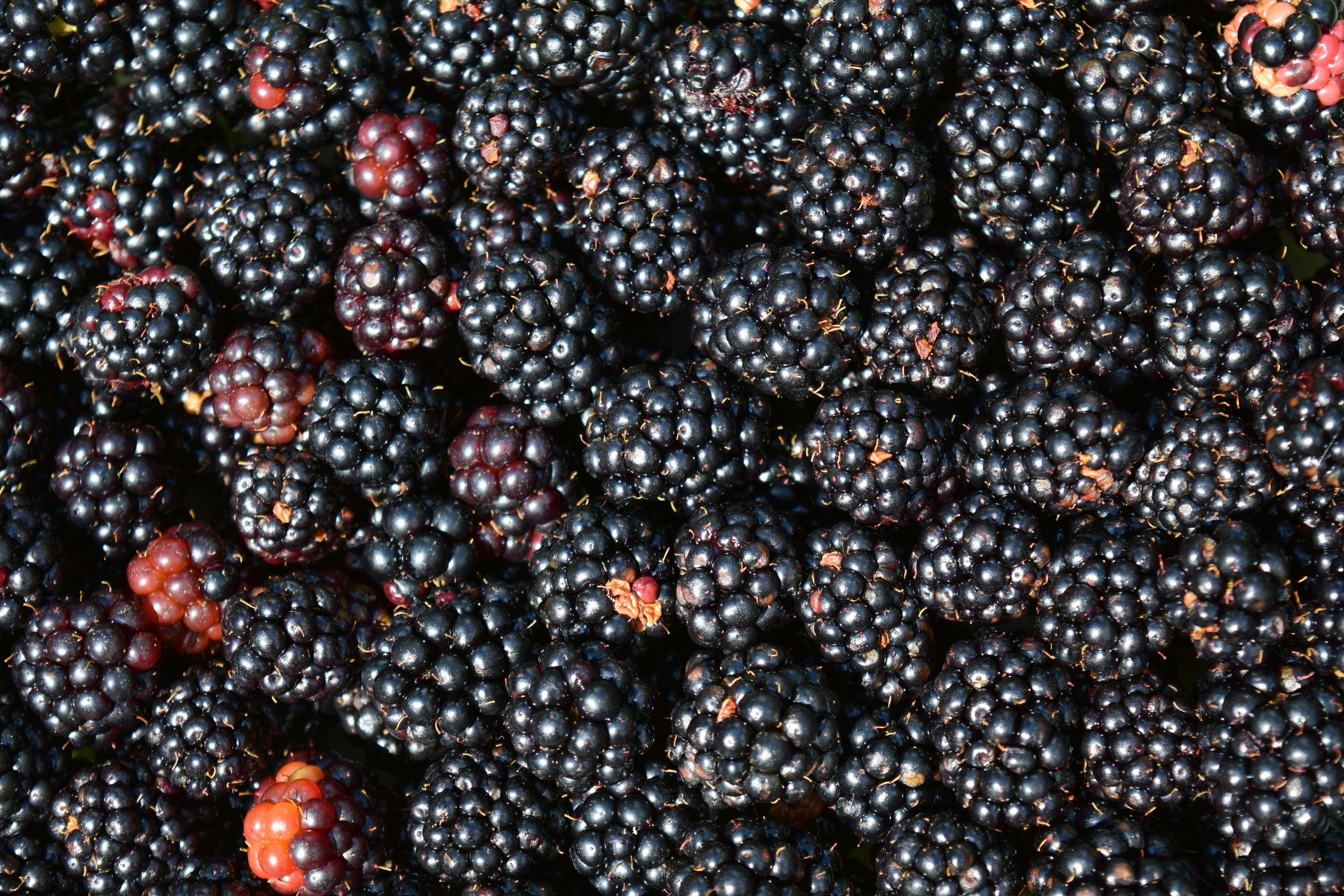 Free photo A lot of blackberries