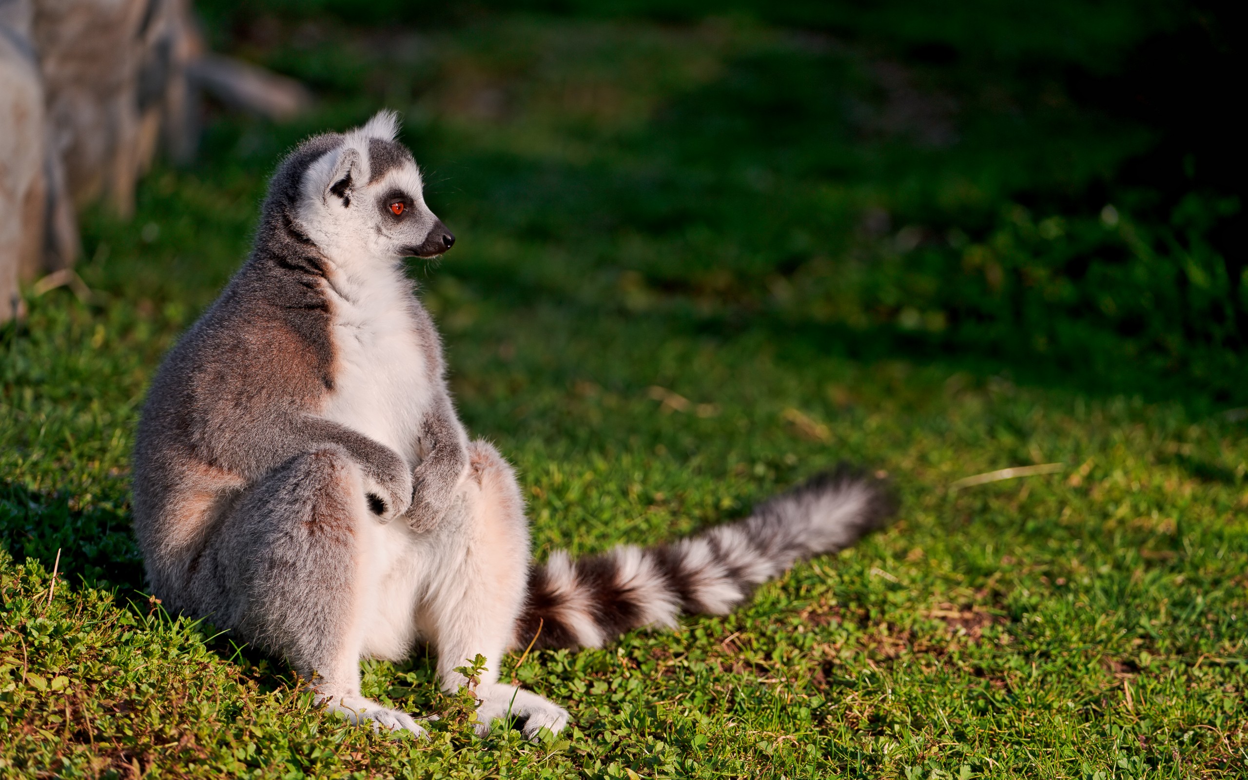 Wallpapers Lemur rest grass on the desktop