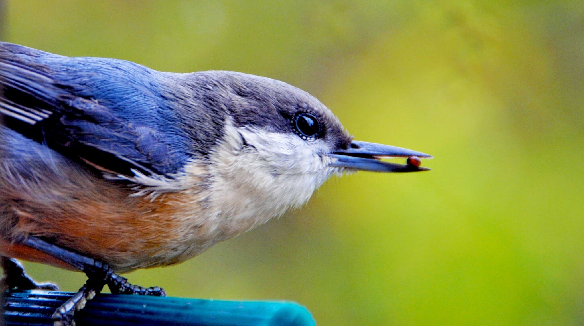 Wallpapers pozvonochnye eating nature on the desktop