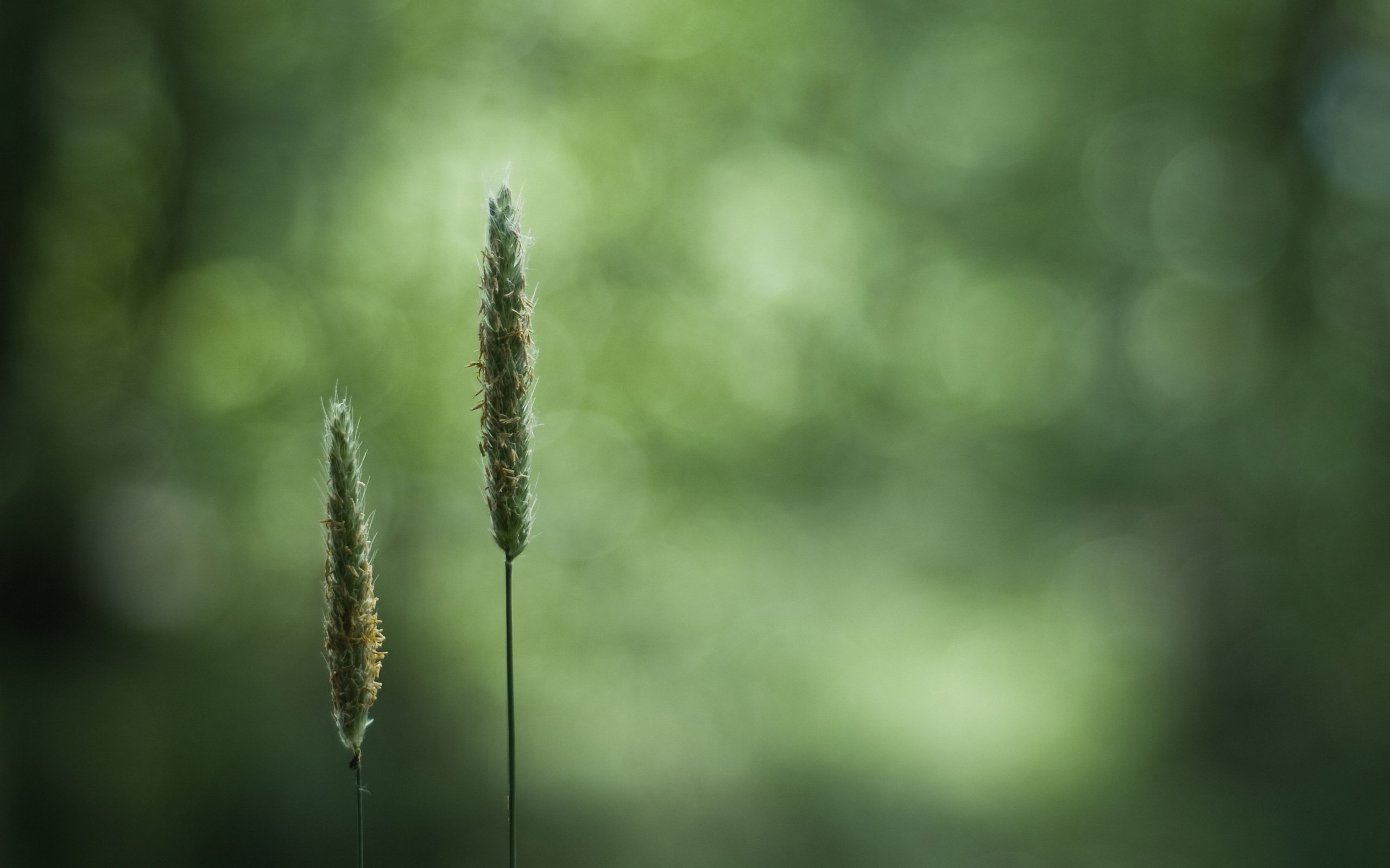 Free photo Green grass close-up