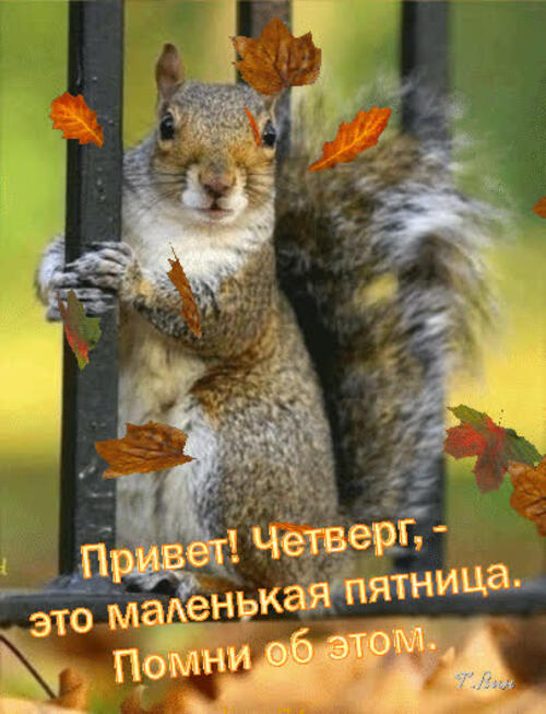 маленькие сиски 7 Маленькие сиськи открытки, Скачивайте бесплатные открытки четверг, осень & белка