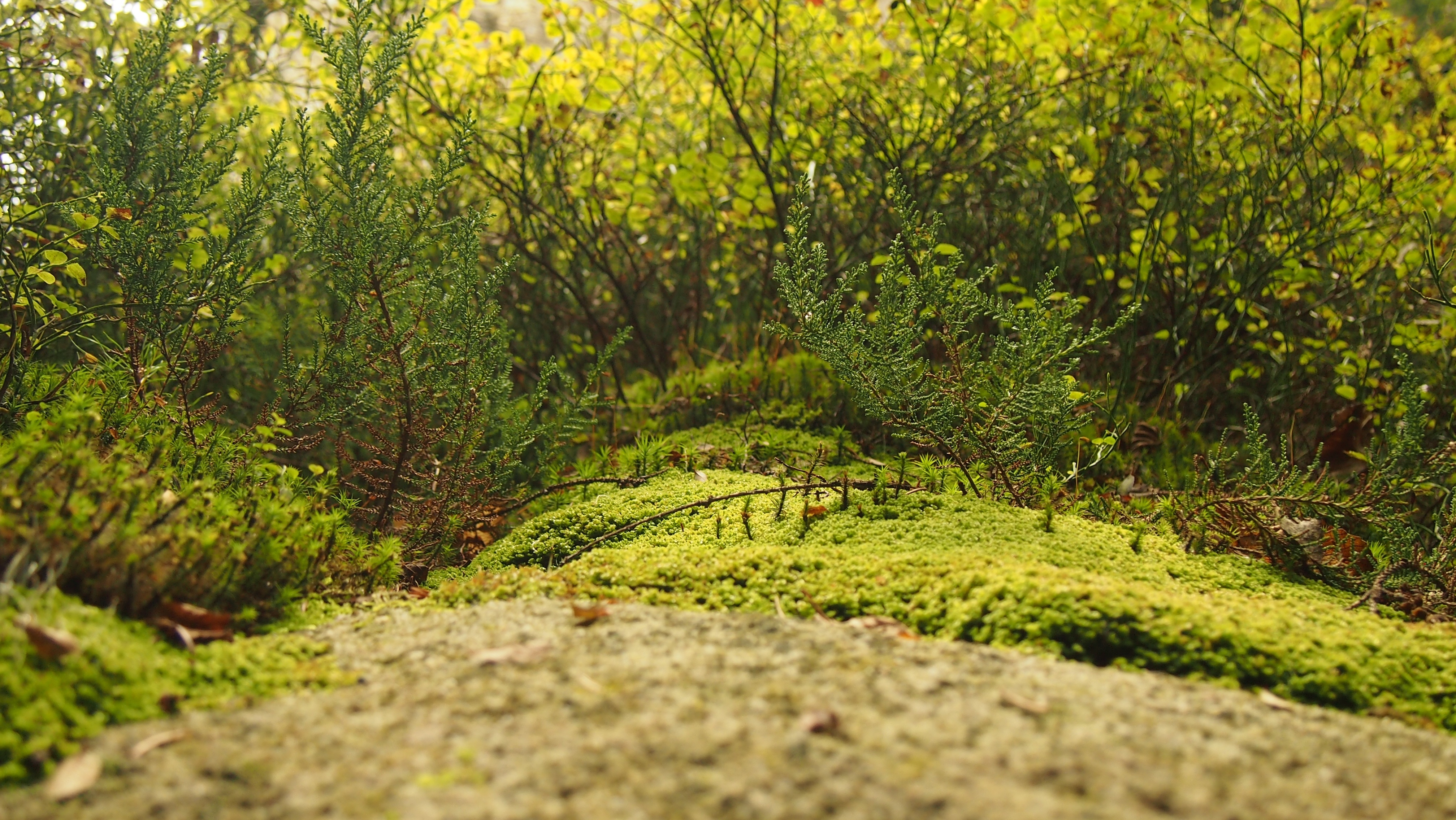 Free photo Forest grass with shrubs