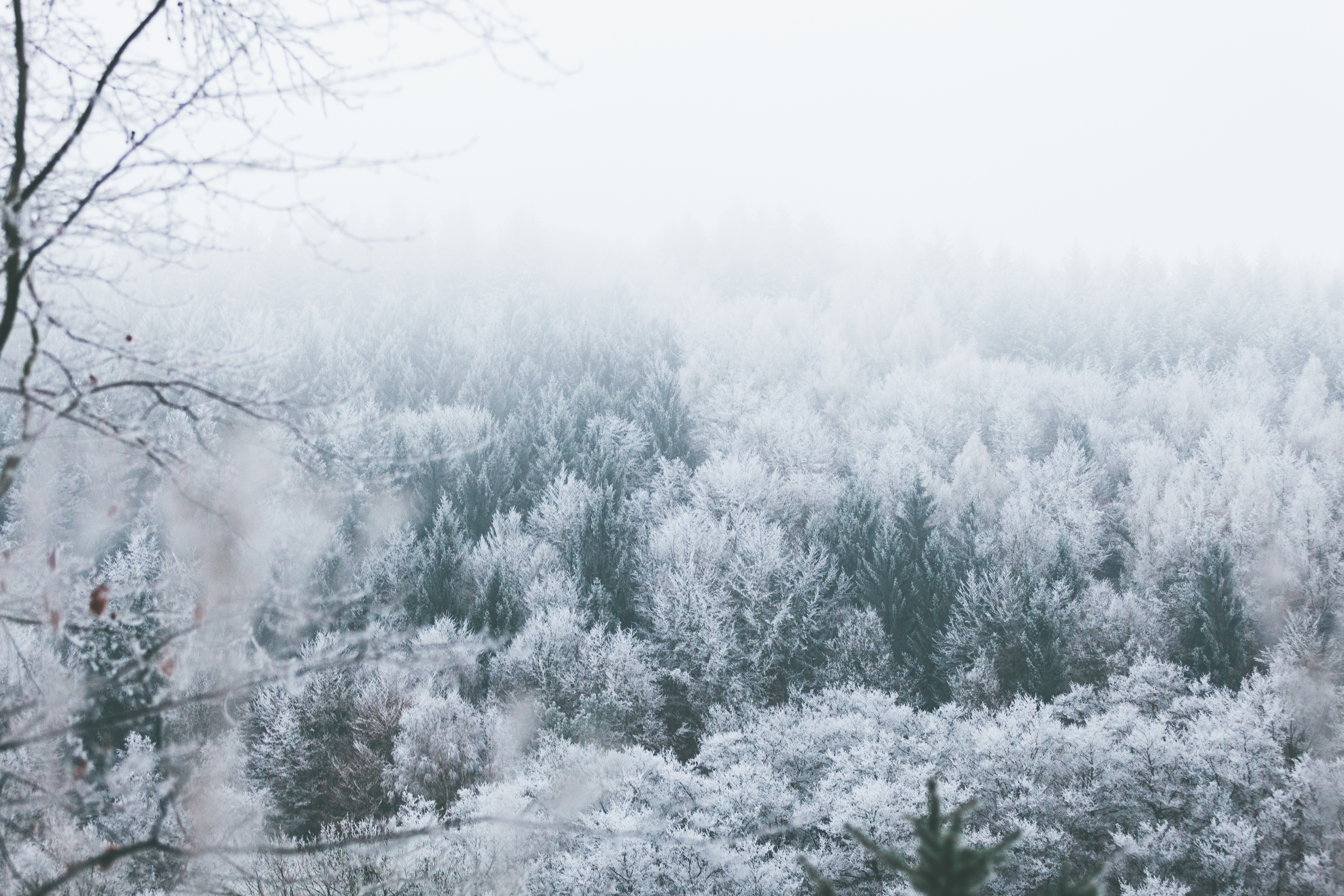 Wallpapers trees hoarfrost peaks on the desktop