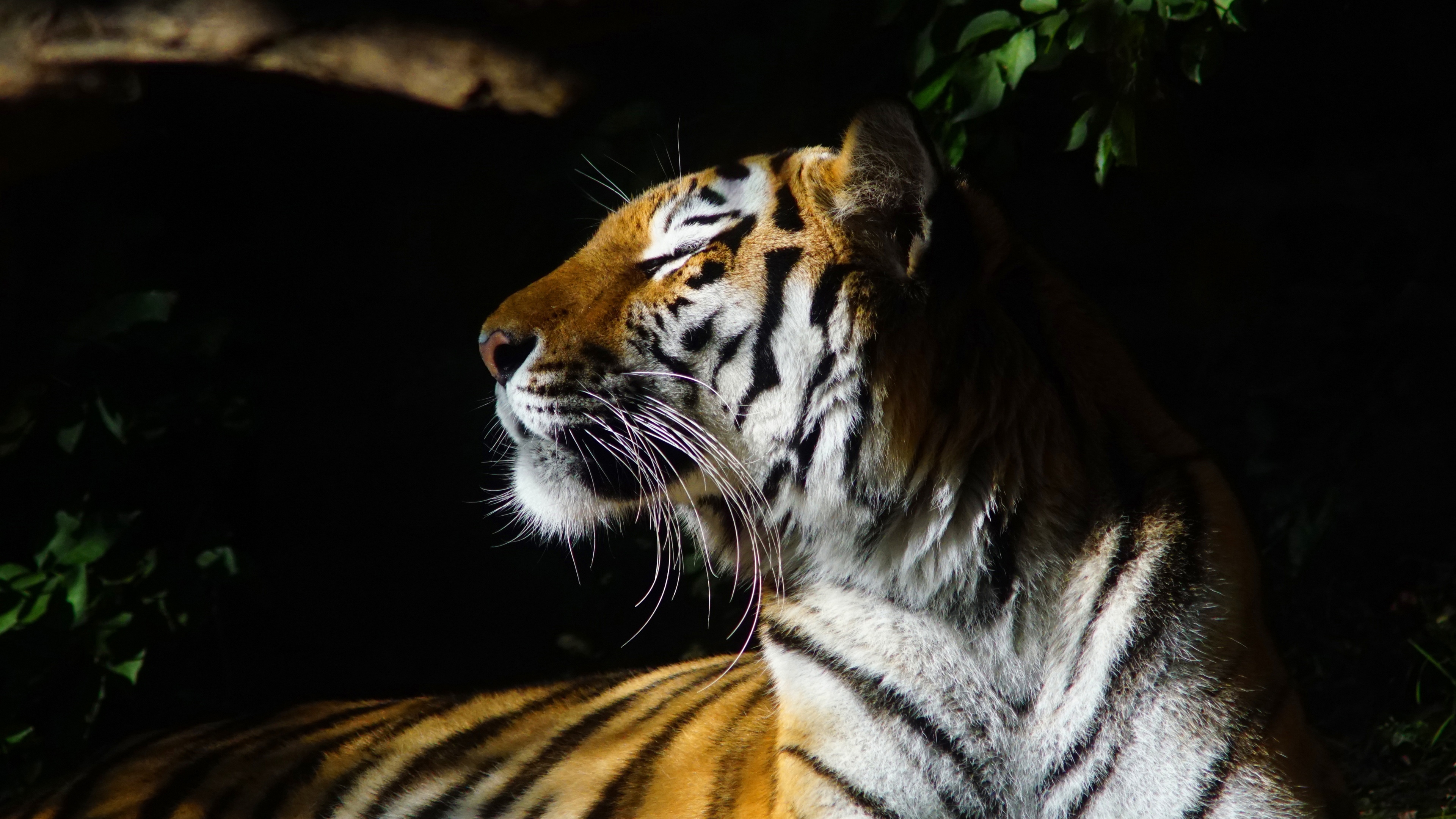 Free photo Tiger getting high in the sun with his eyes closed