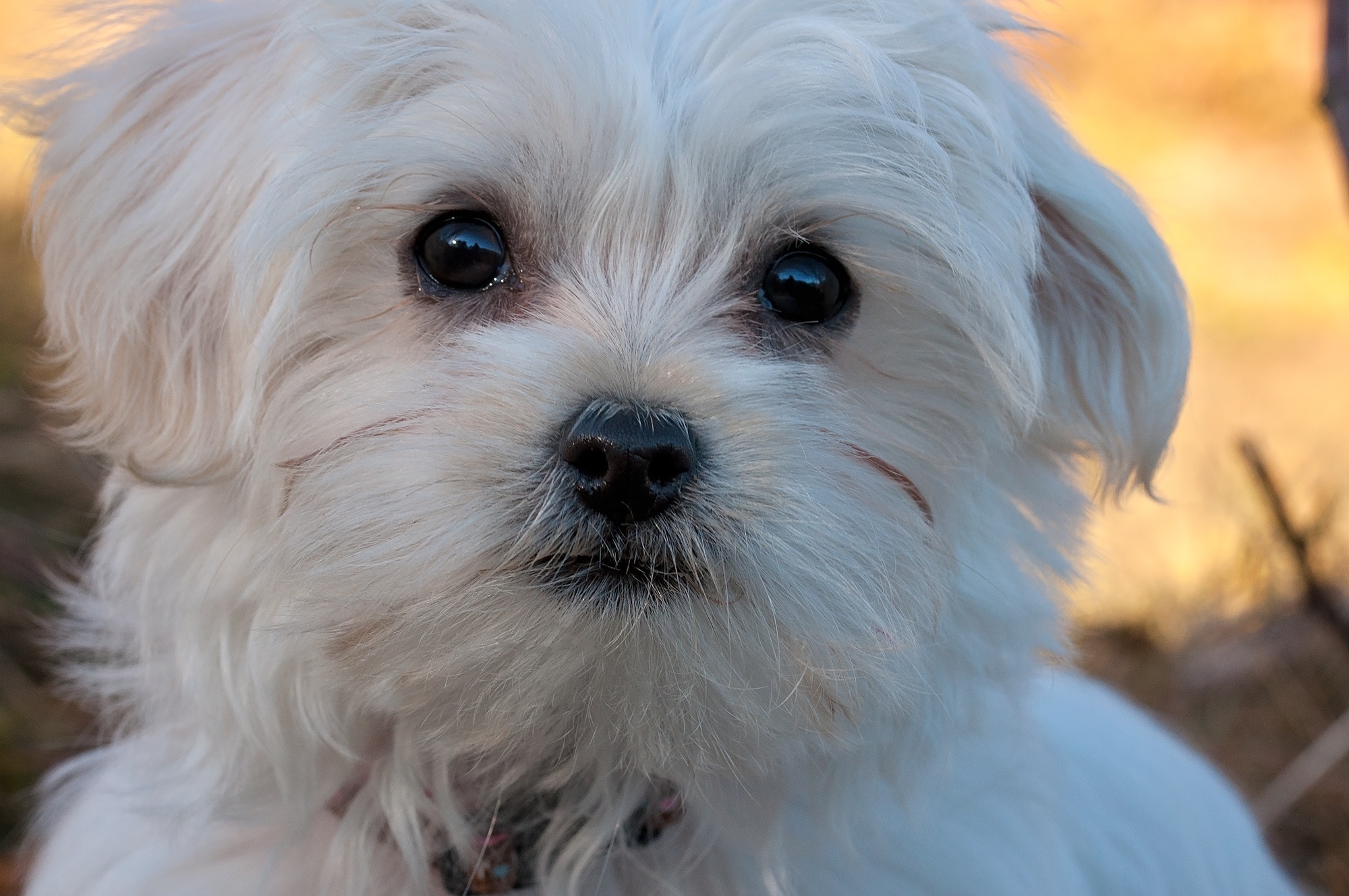 Free photo White puppy