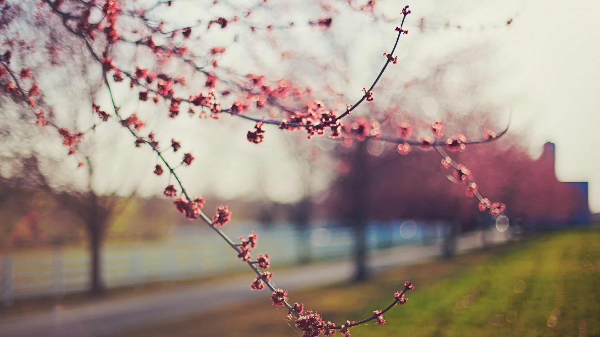 Wallpapers tree leaves branches on the desktop