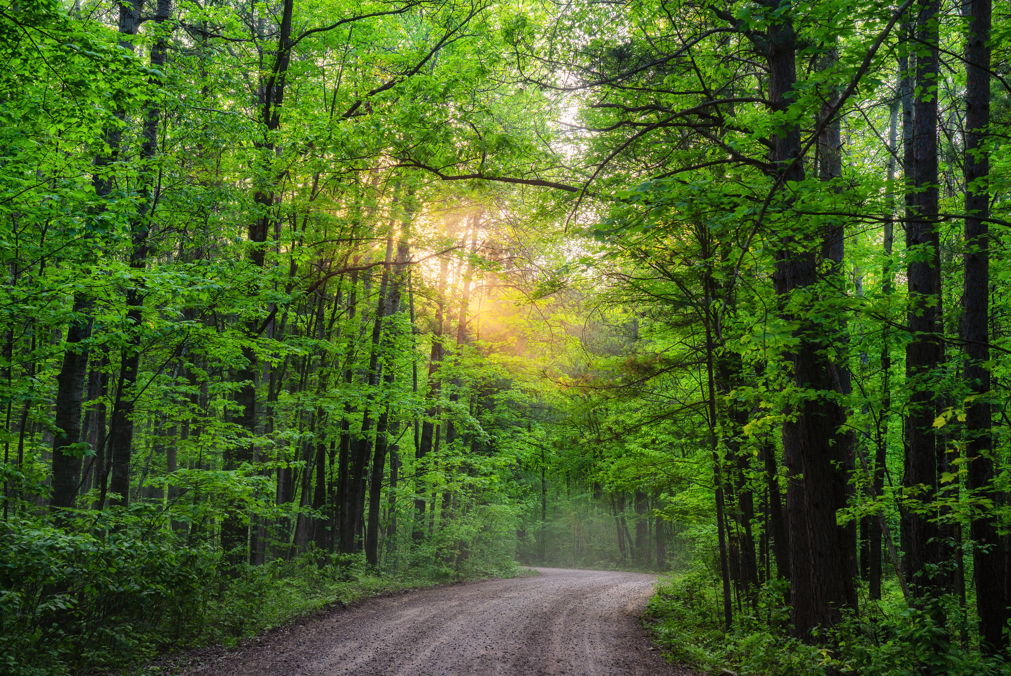 Обои Dirt Road at Saint Croix State Park Minnesota дорога на рабочий стол