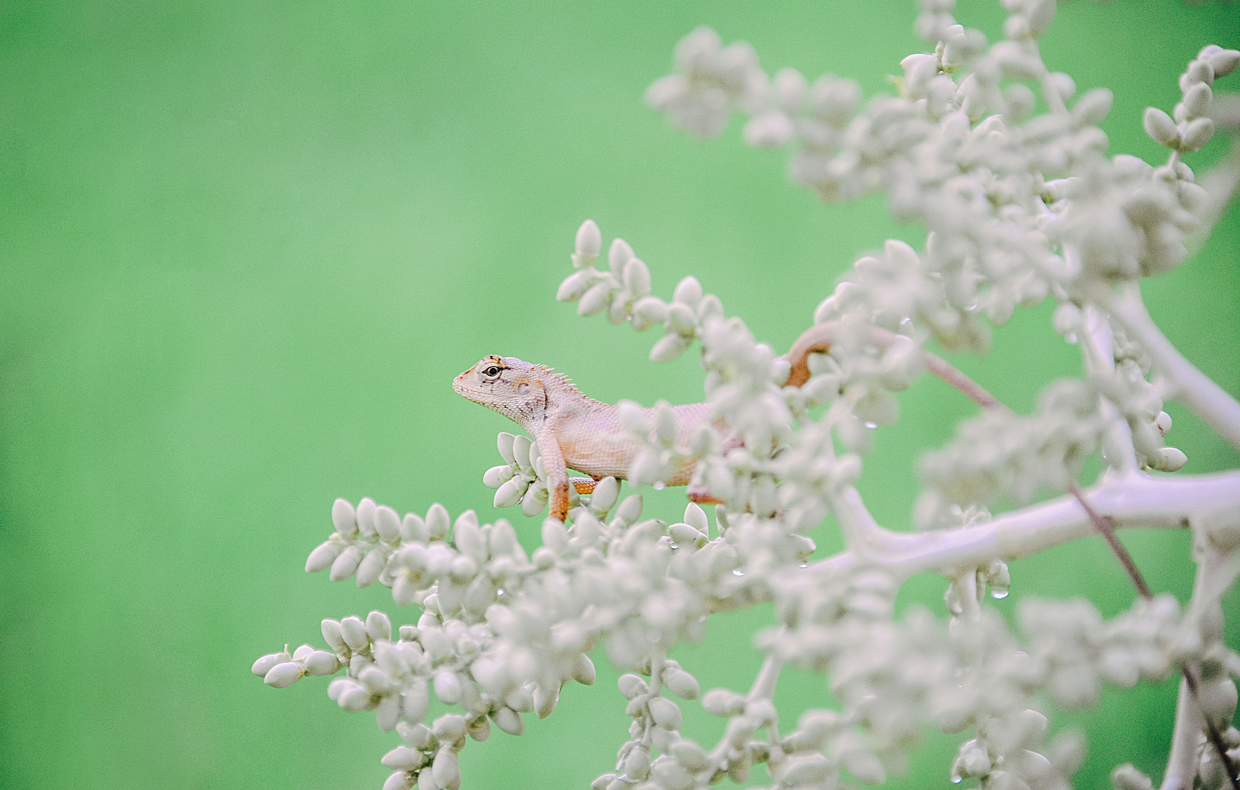 Wallpapers portrait lizard cute on the desktop