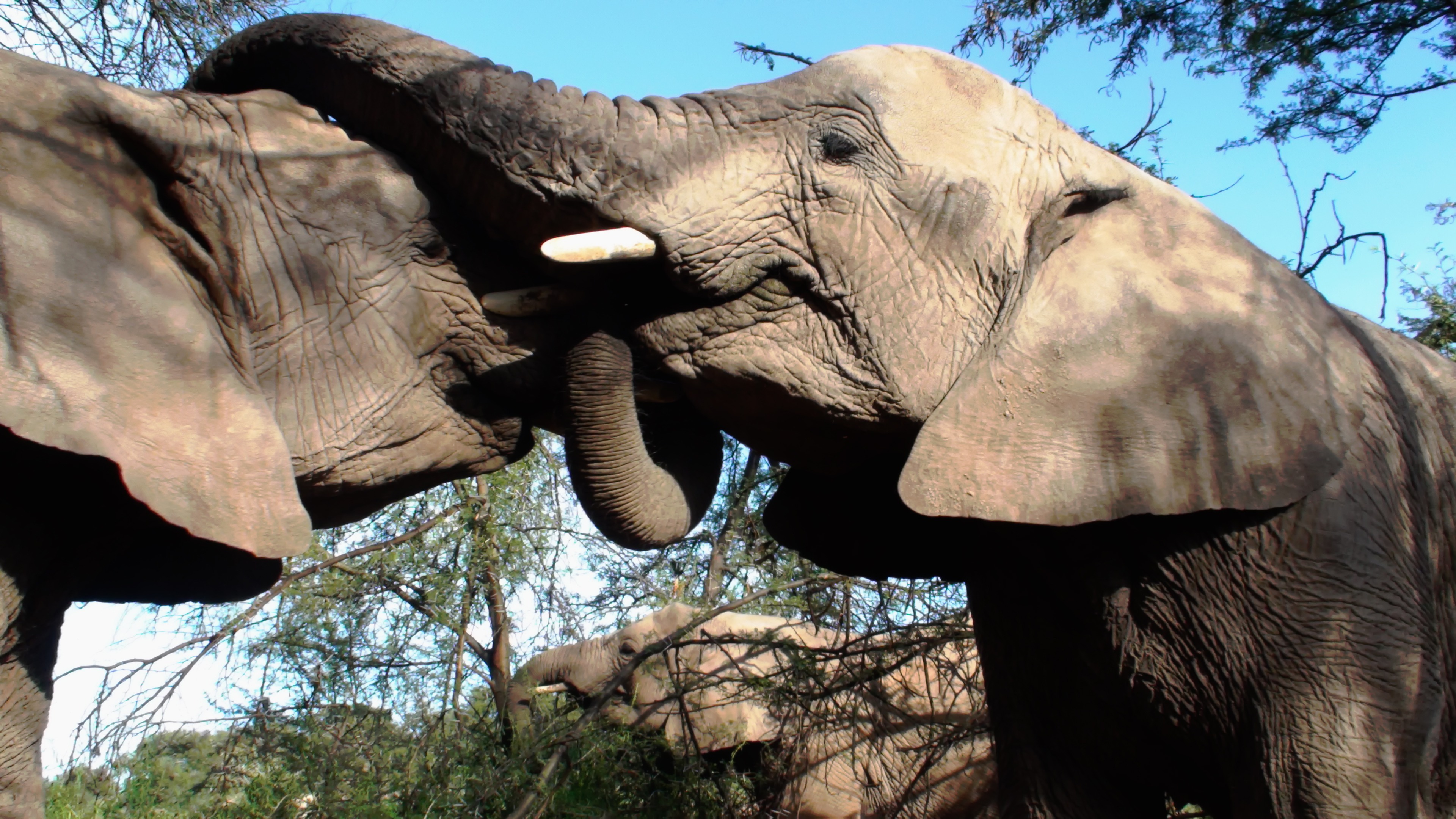 两头大象拥抱在一起