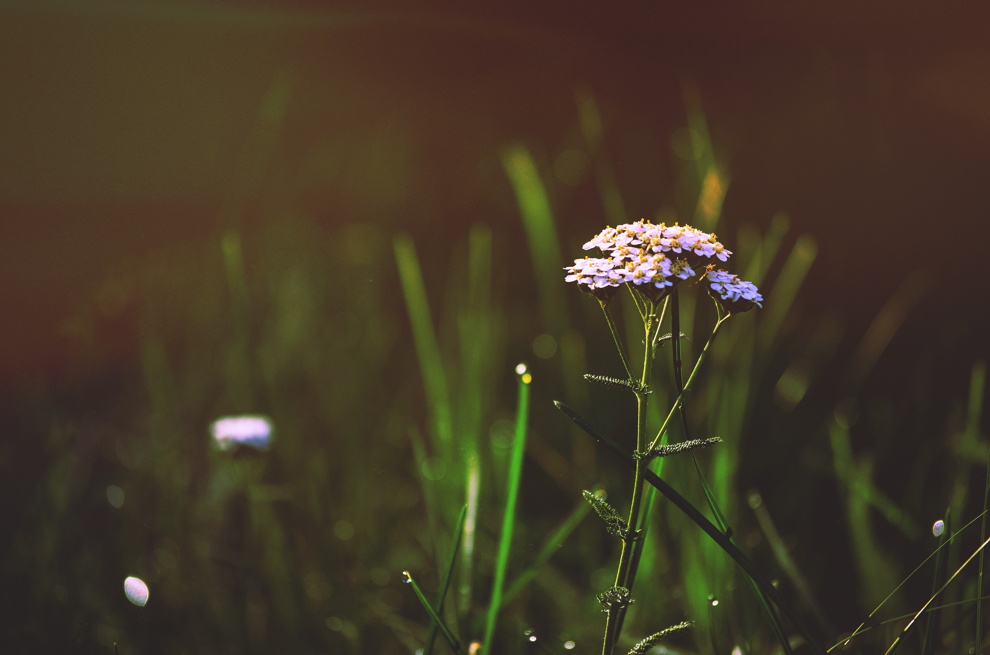 Free photo Field flowers