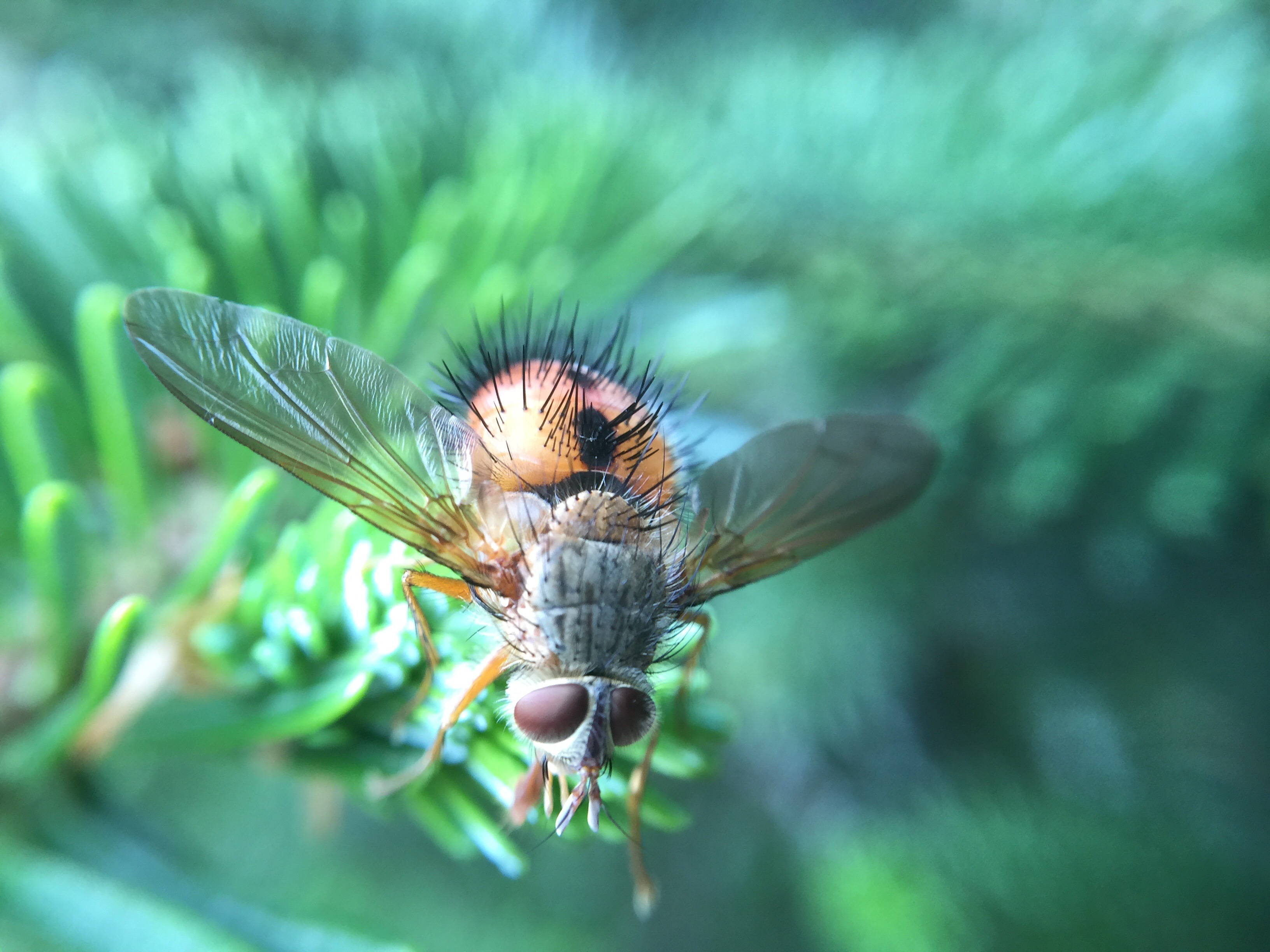 Wallpapers insect green fly on the desktop