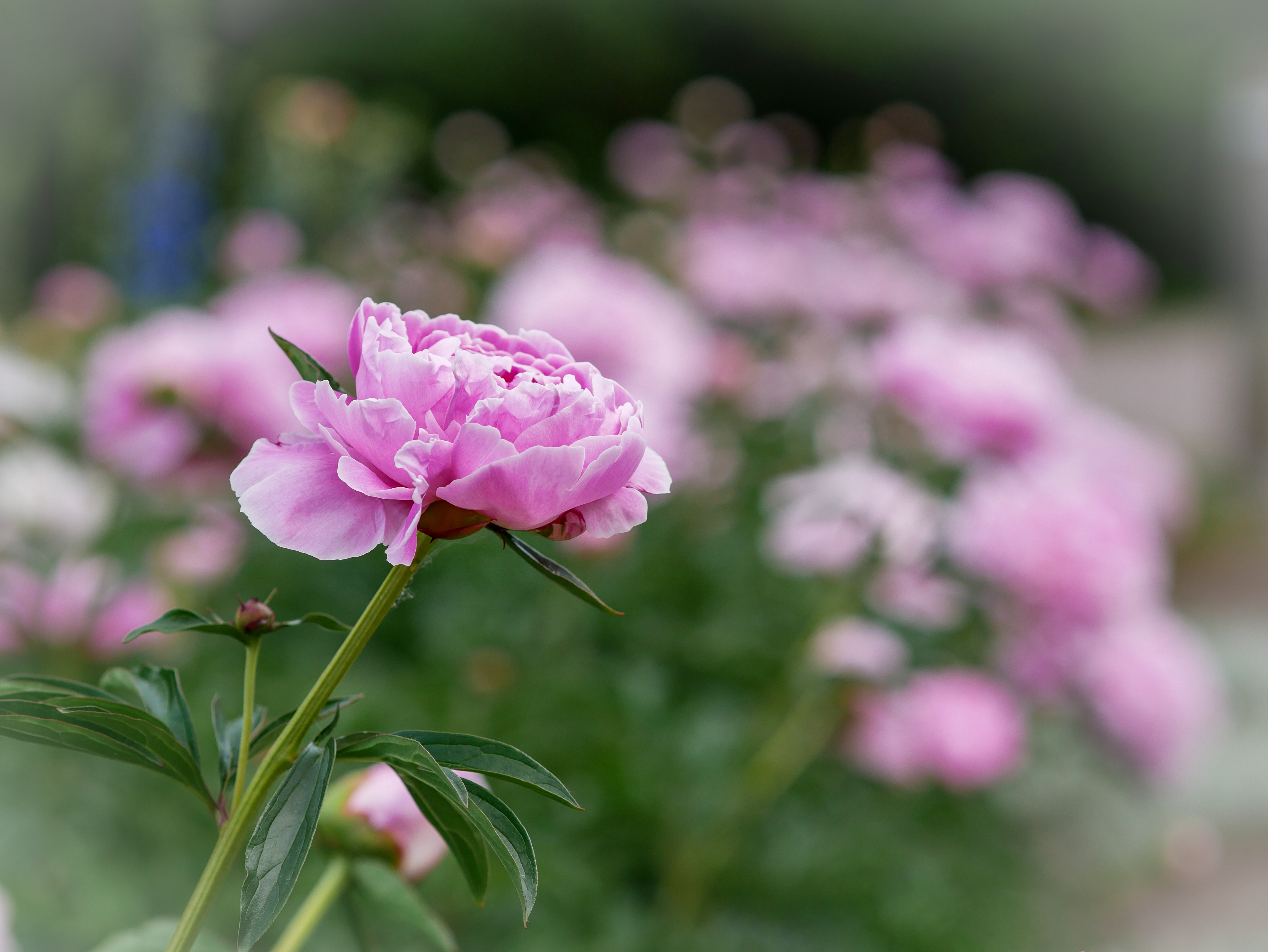 免费照片有粉红色牡丹的花园