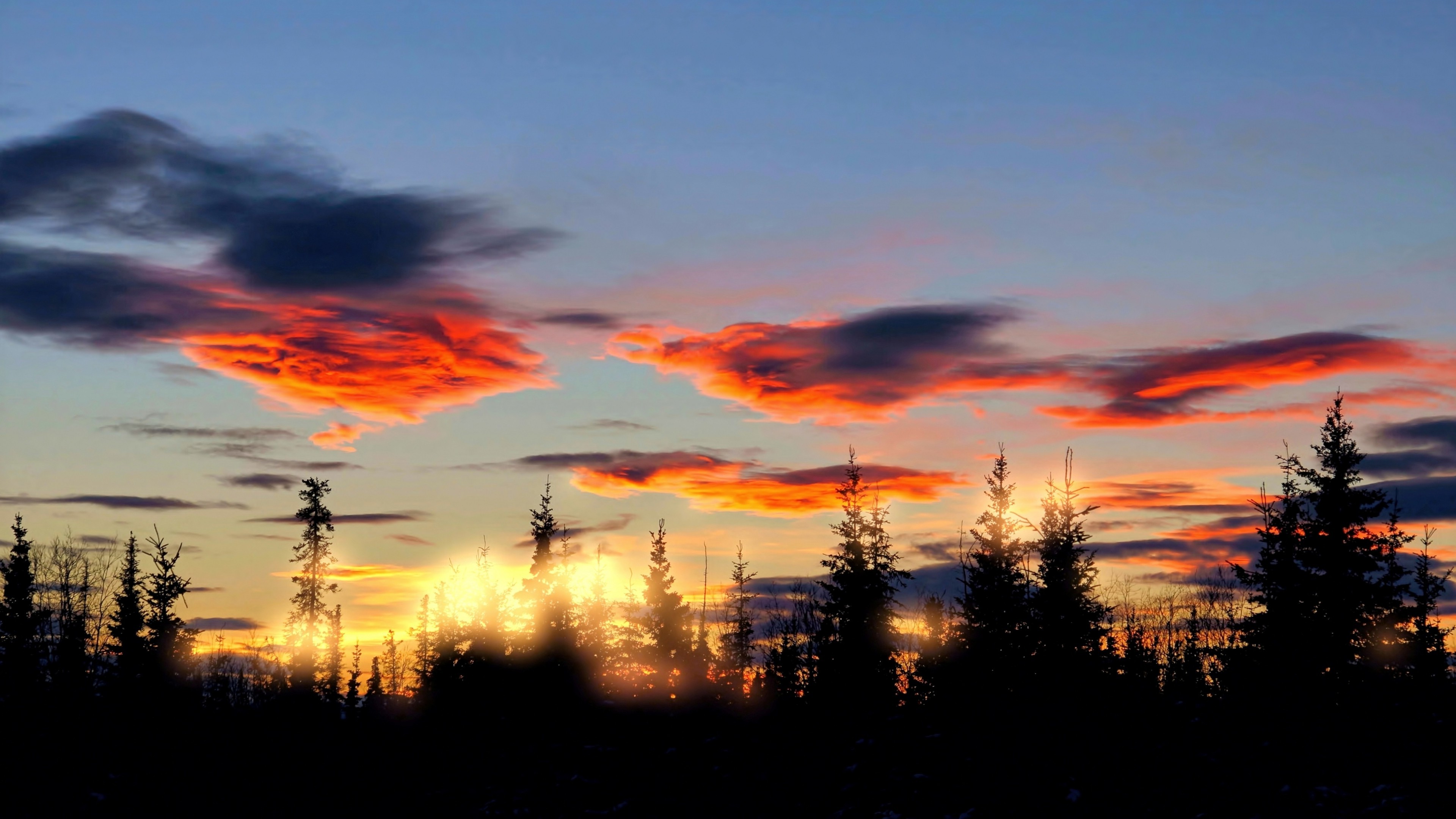 桌面上的壁纸日光 树木 景观