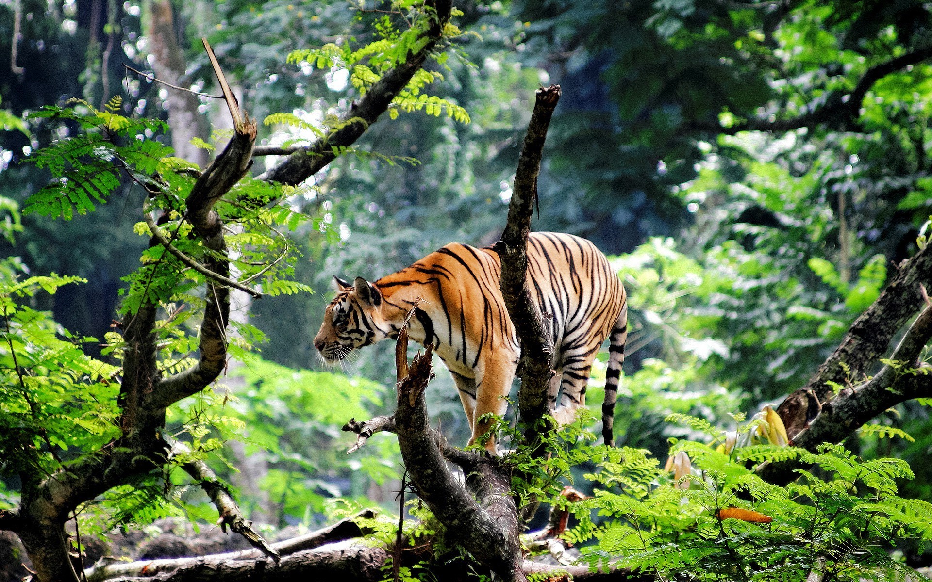 Wallpapers tiger fauna animals on the desktop