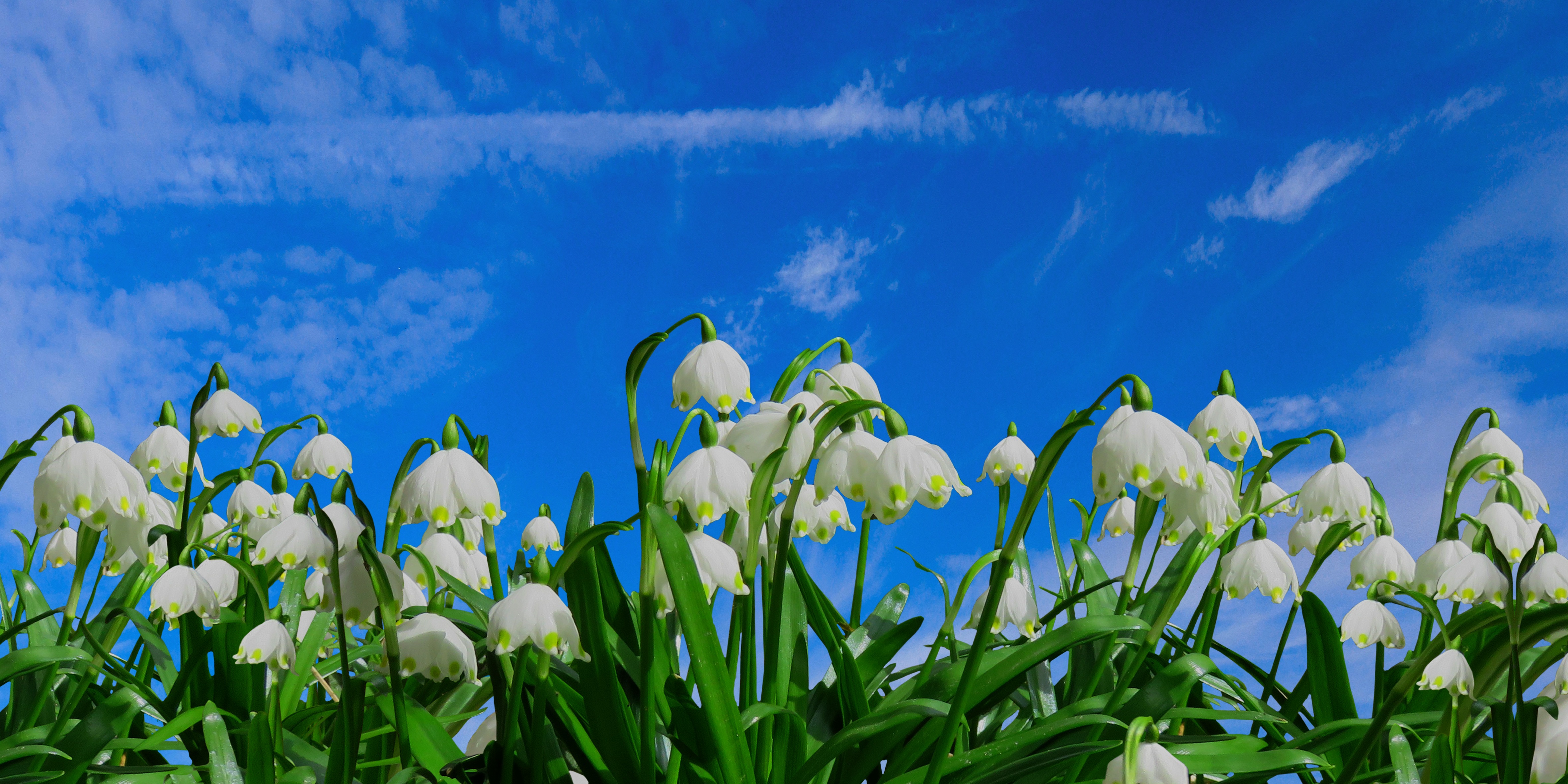 Wallpapers spring snowdrop flower on the desktop