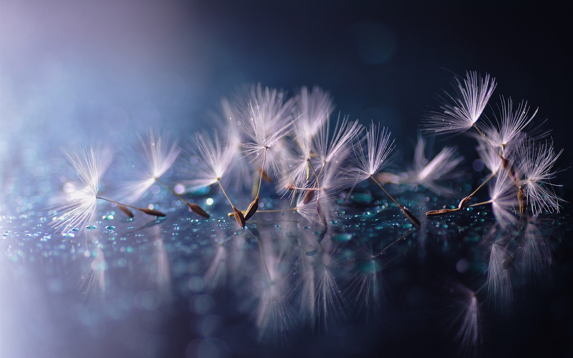 Dandelion seeds close-up on wet glass