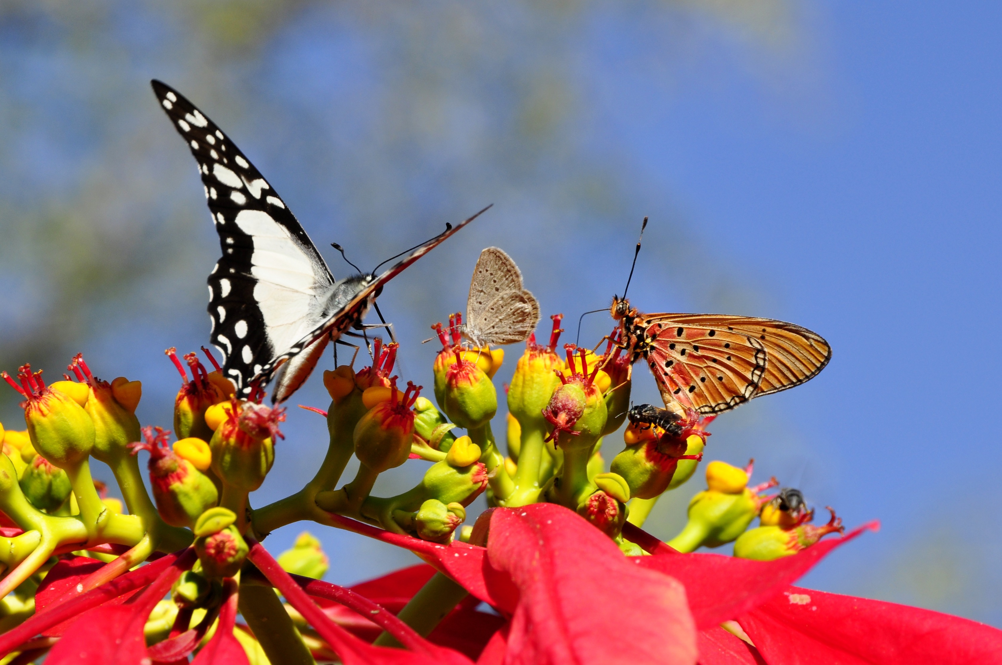 Wallpapers wing flower insect on the desktop