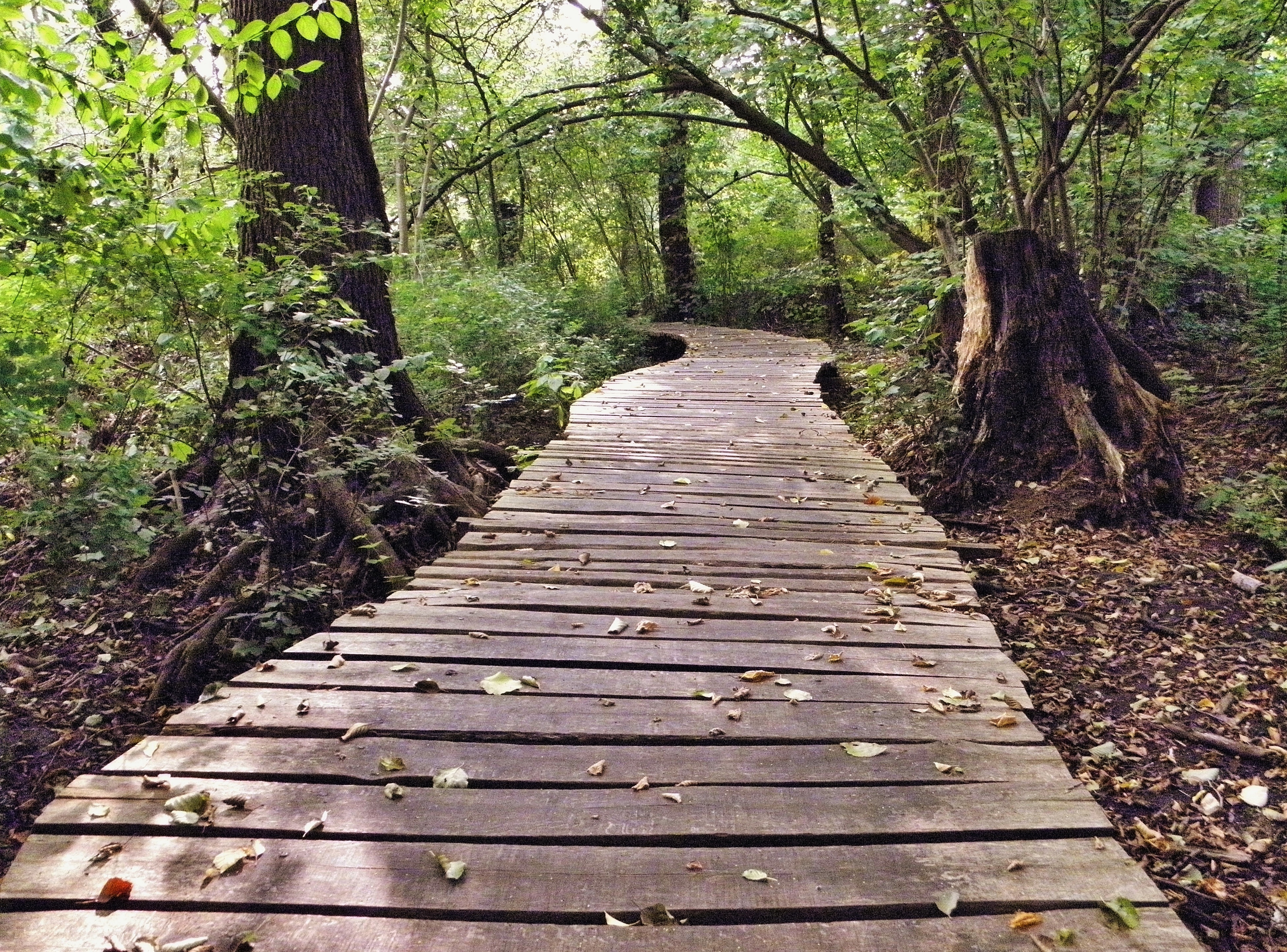 A plank road through the woods