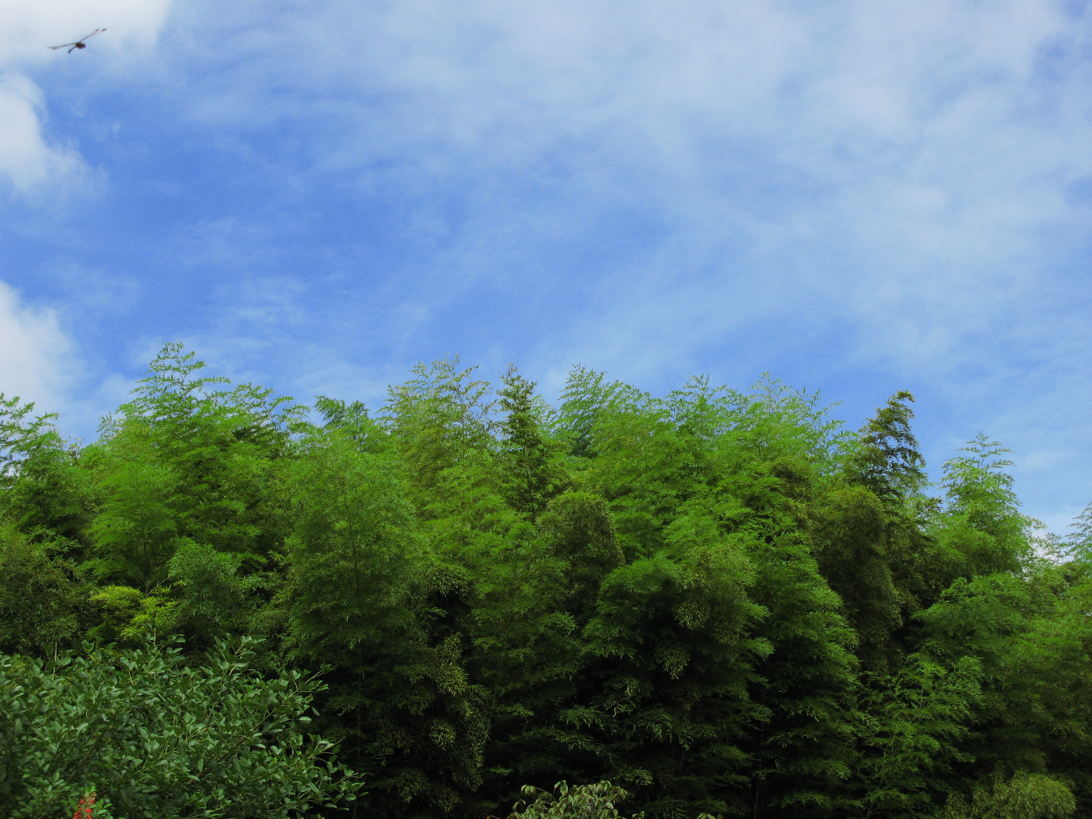 Обои пейзаж дерево природа на рабочий стол