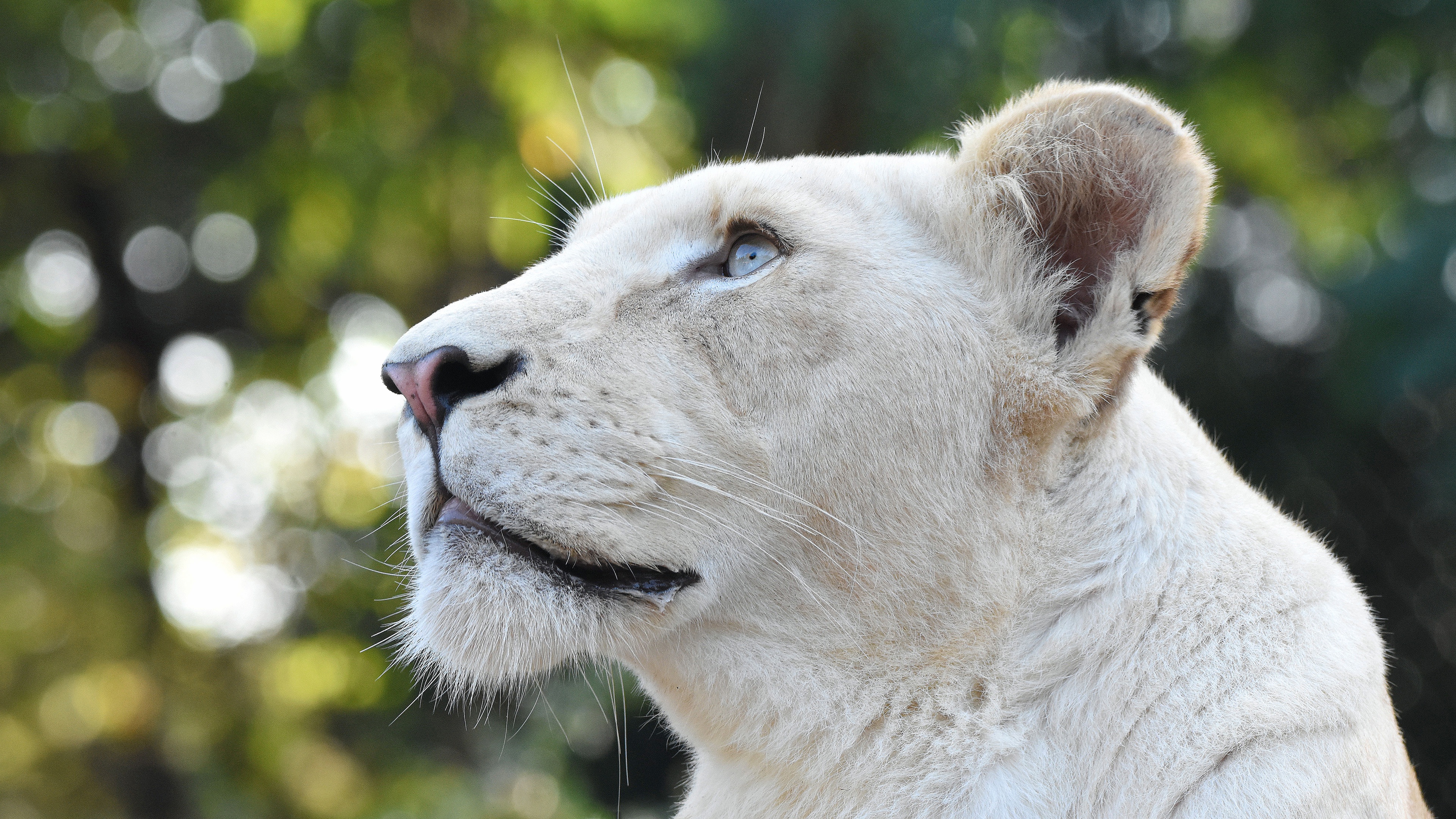 Wallpapers white lion animals on the desktop