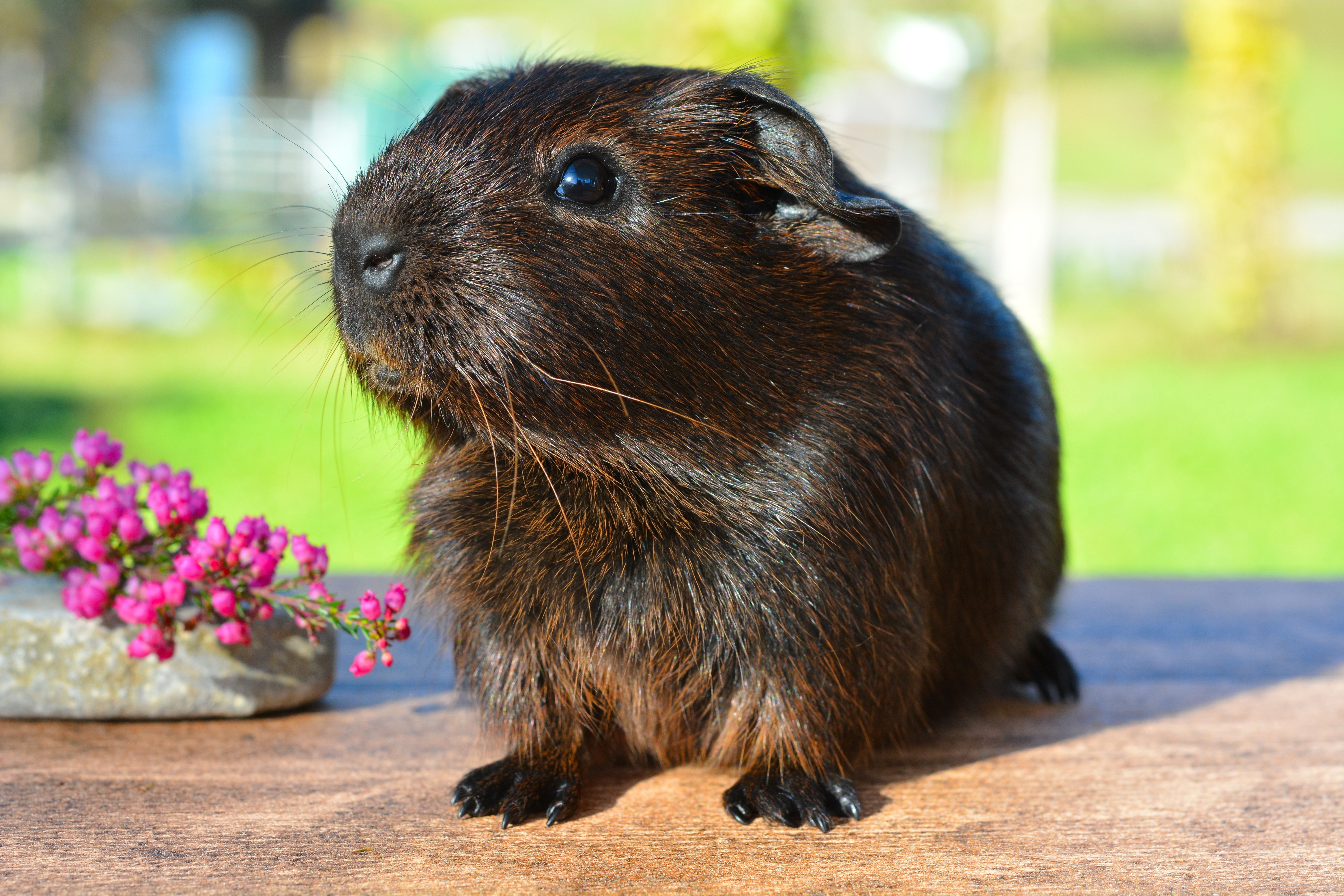 Wallpapers mammal rodent fauna on the desktop