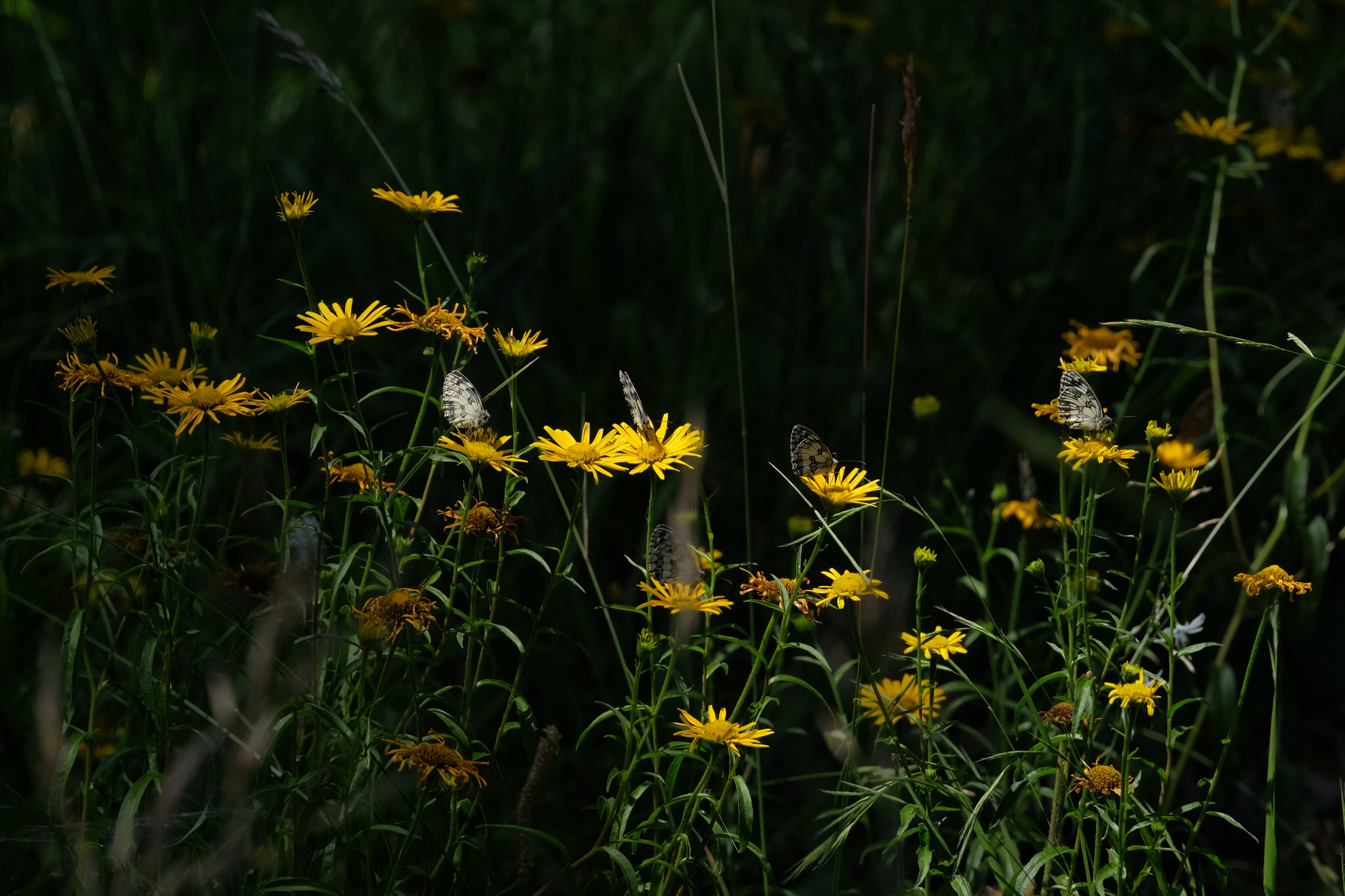 Wallpapers terrestrial plant butterfly flora on the desktop