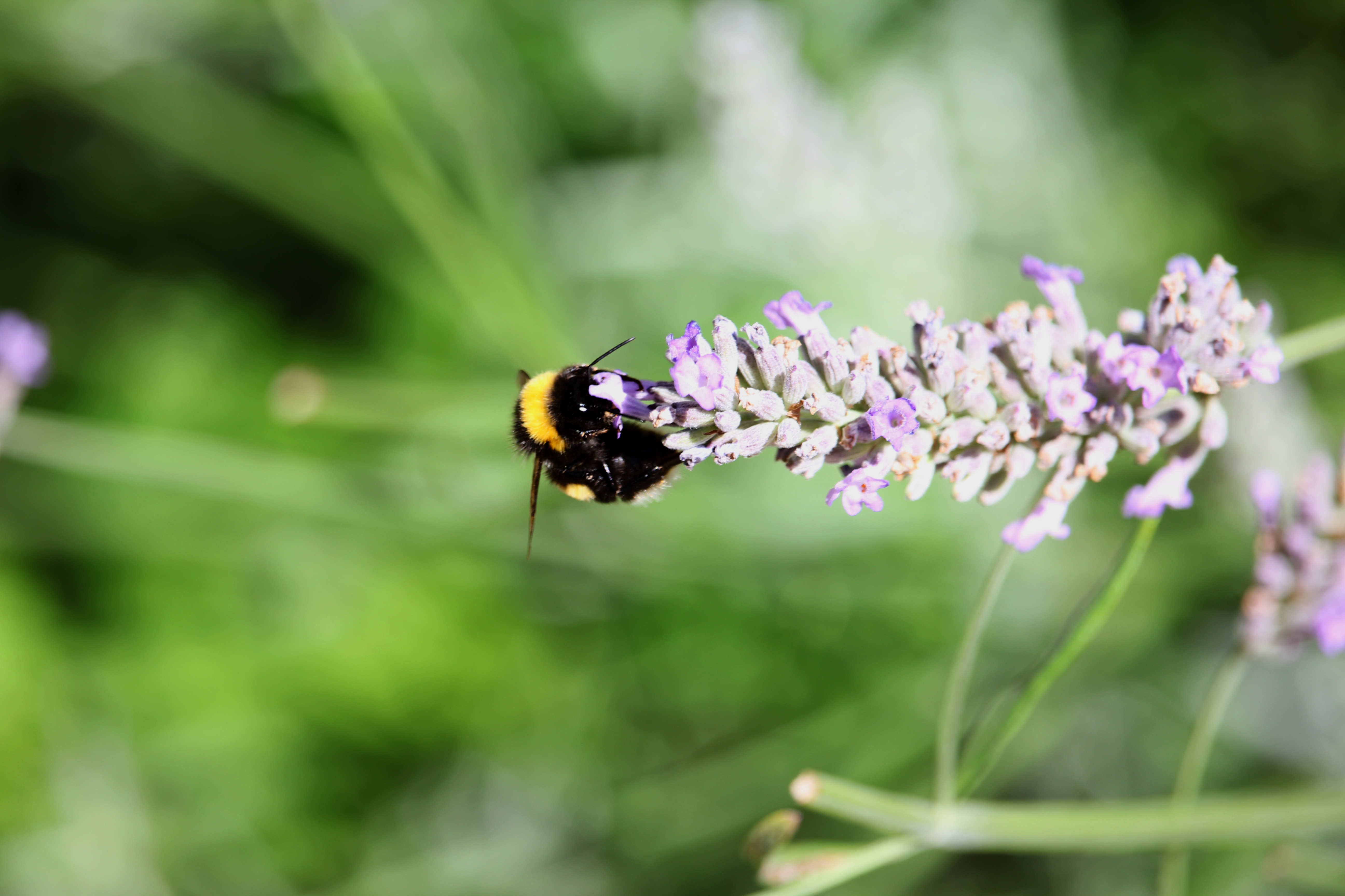 Free photo A bumblebee collecting nectar