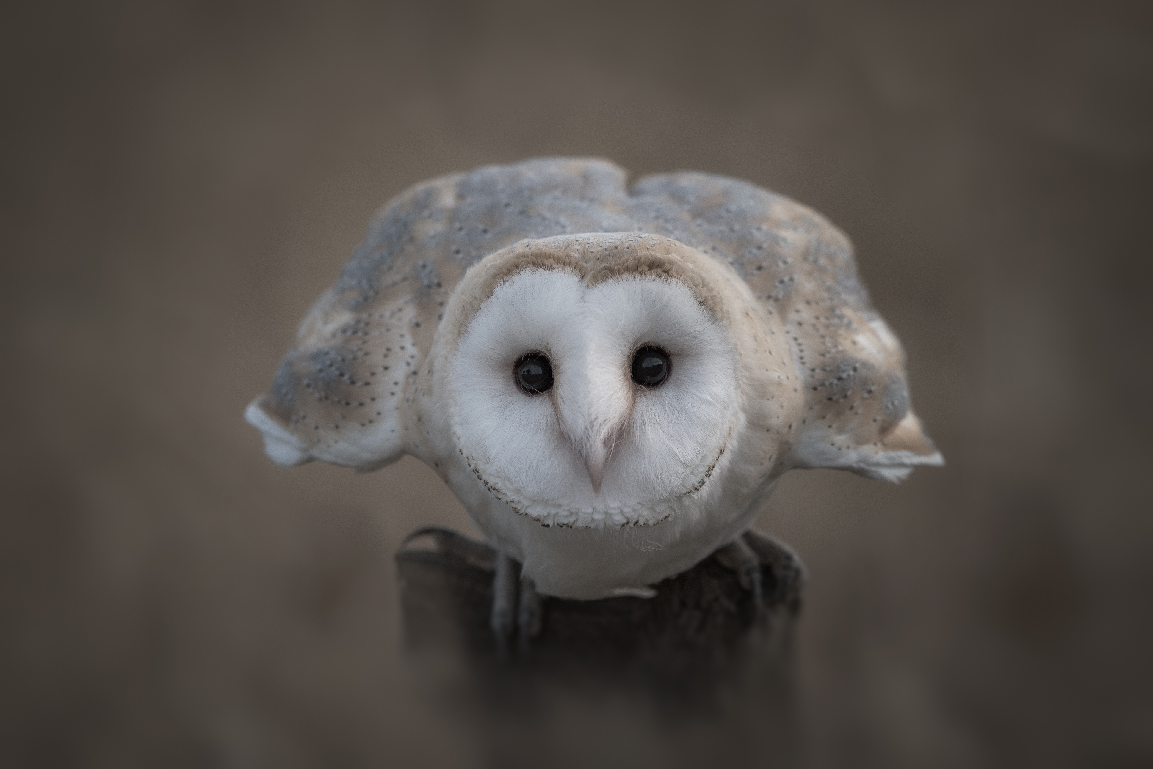 Free photo A white owl stares intently into the camera