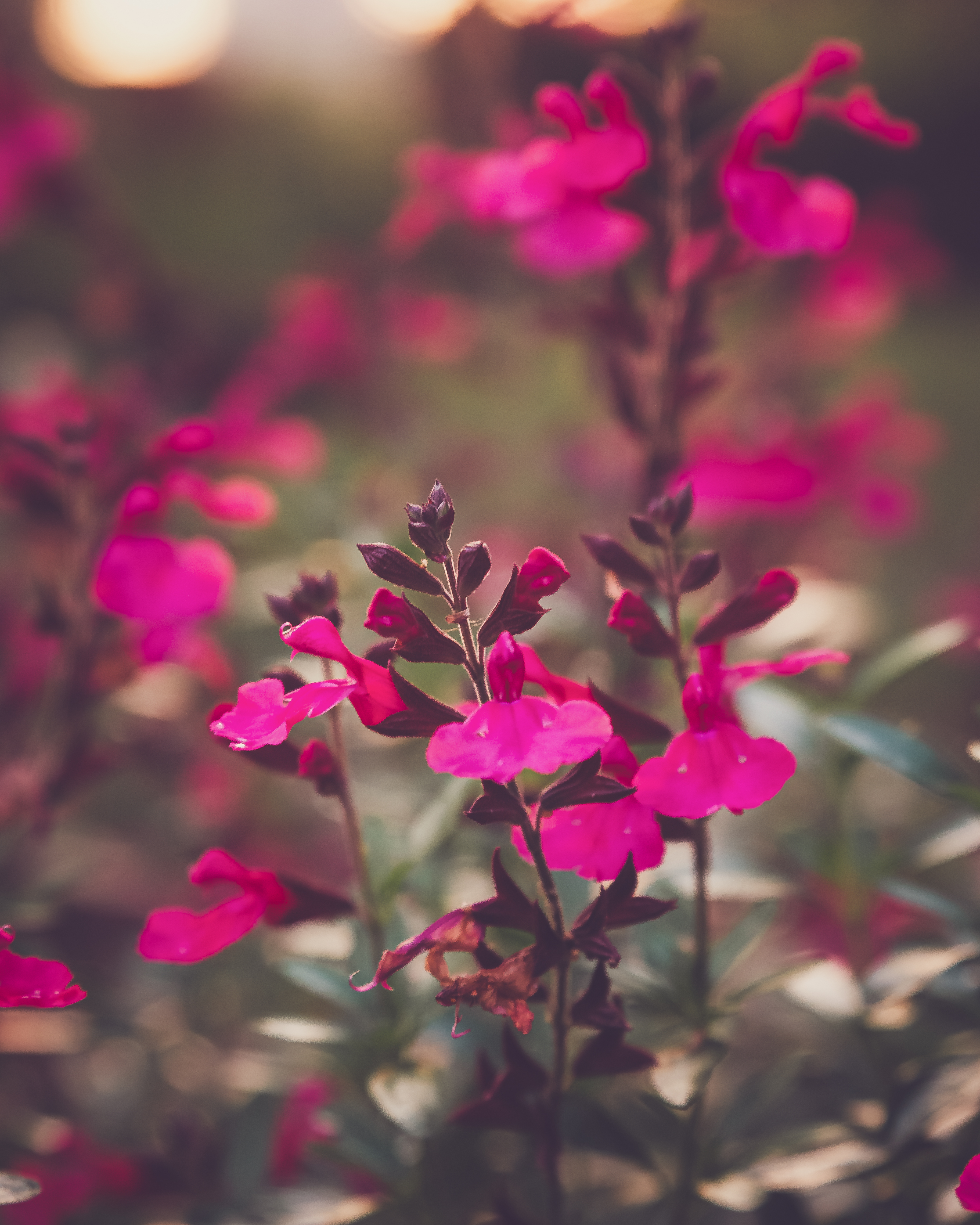 精致的粉红色花朵