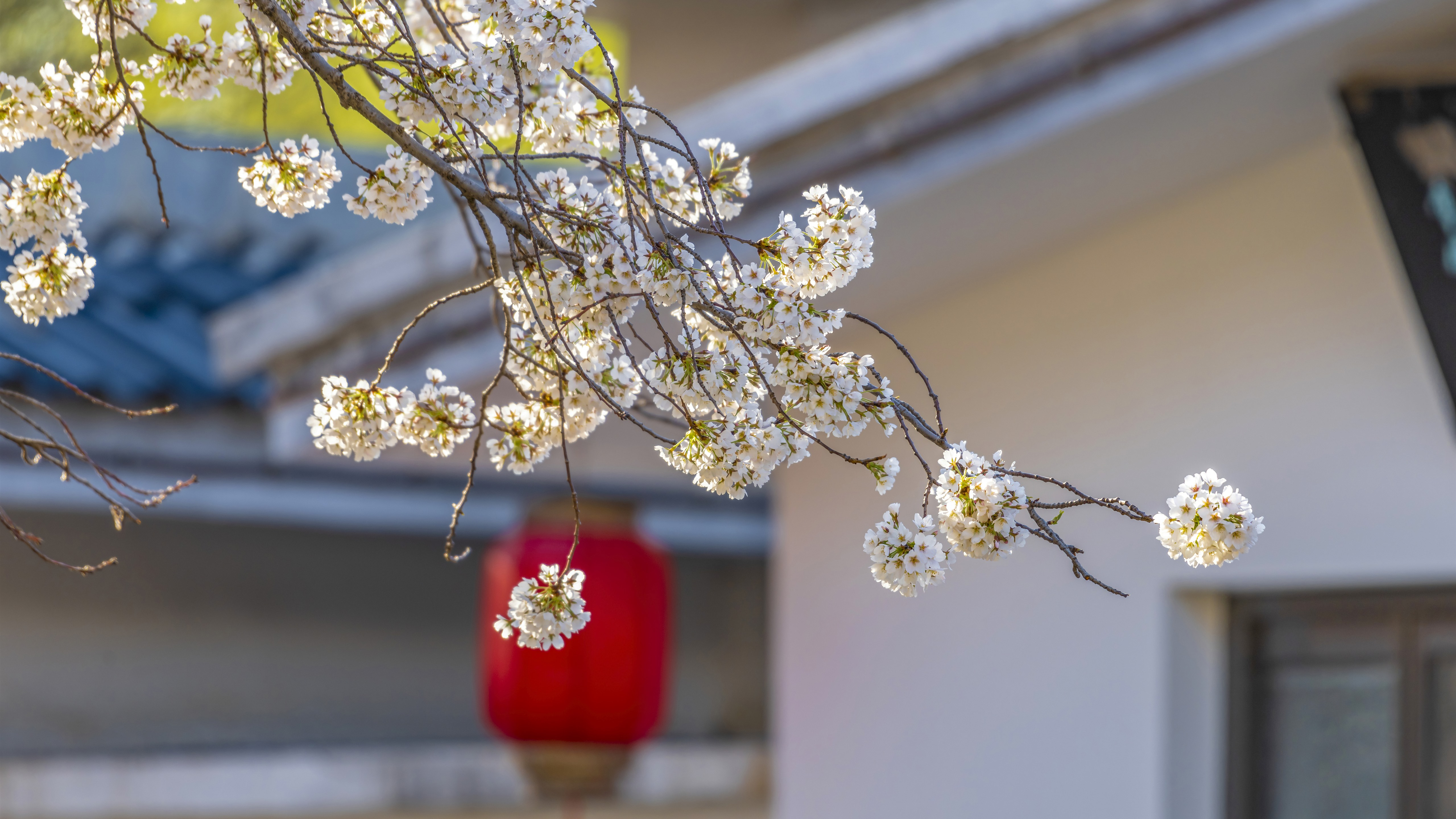 Free photo Cherry Blossom Wallpaper