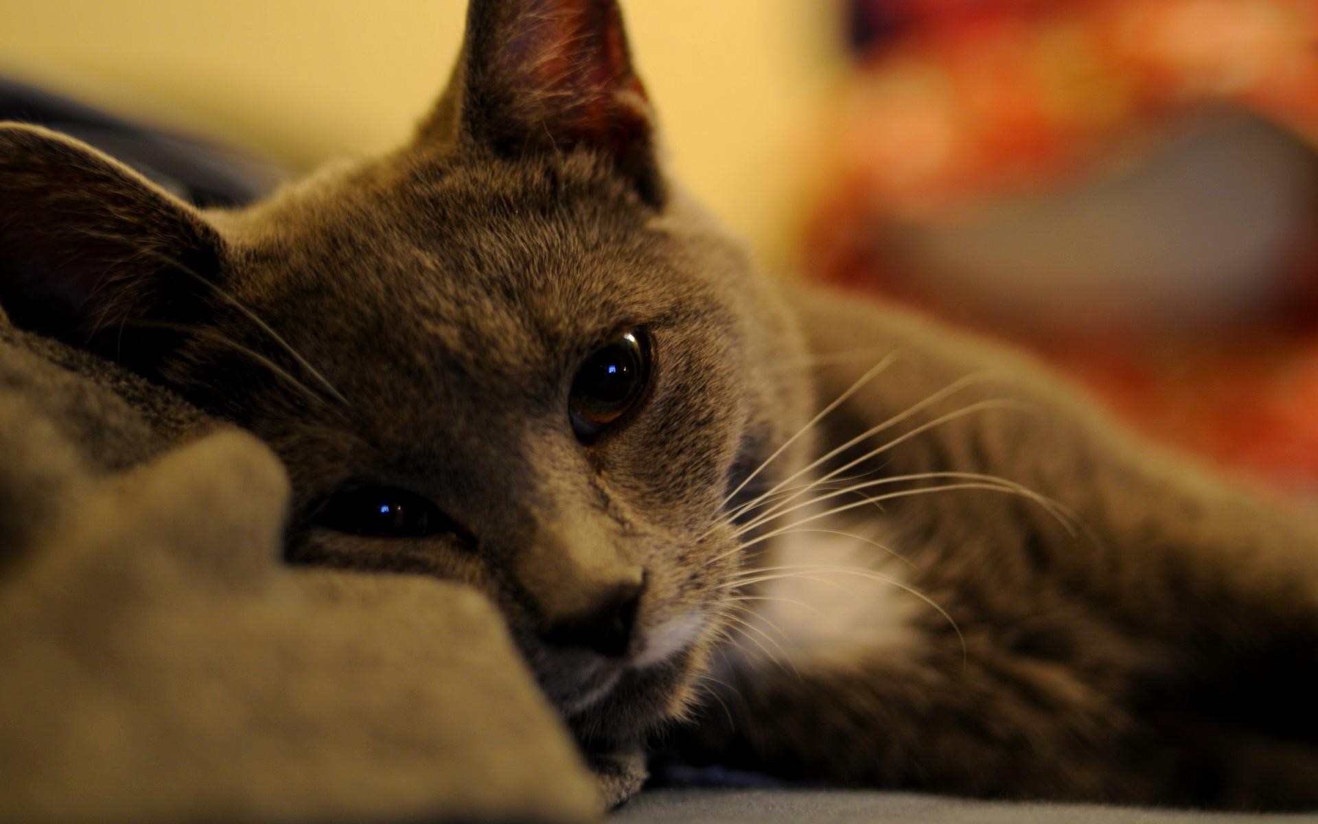 Free photo The gray cat is waiting for his master in bed