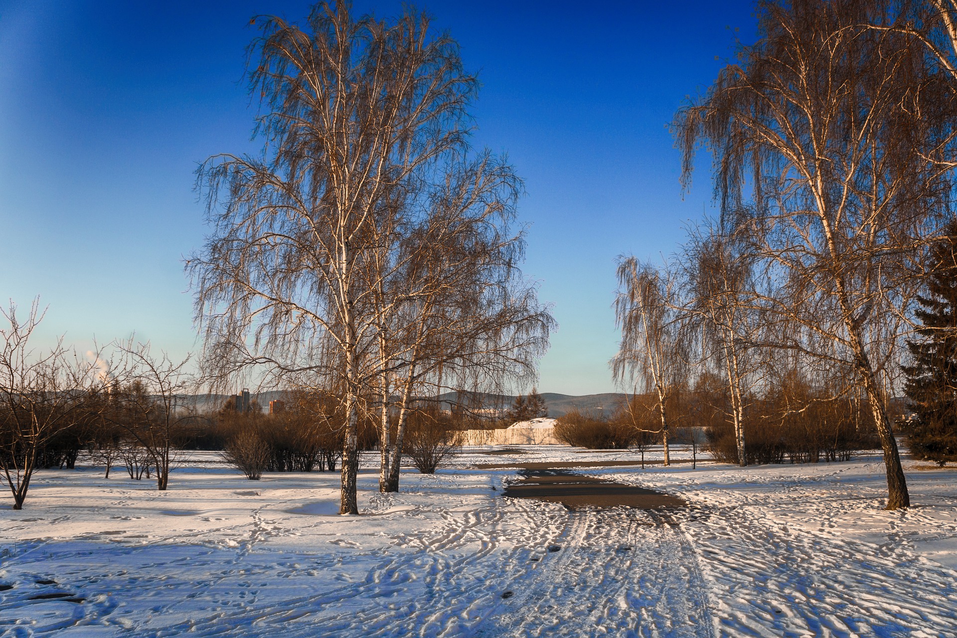 Бесплатное фото Заснеженная дорога в березовом лесу