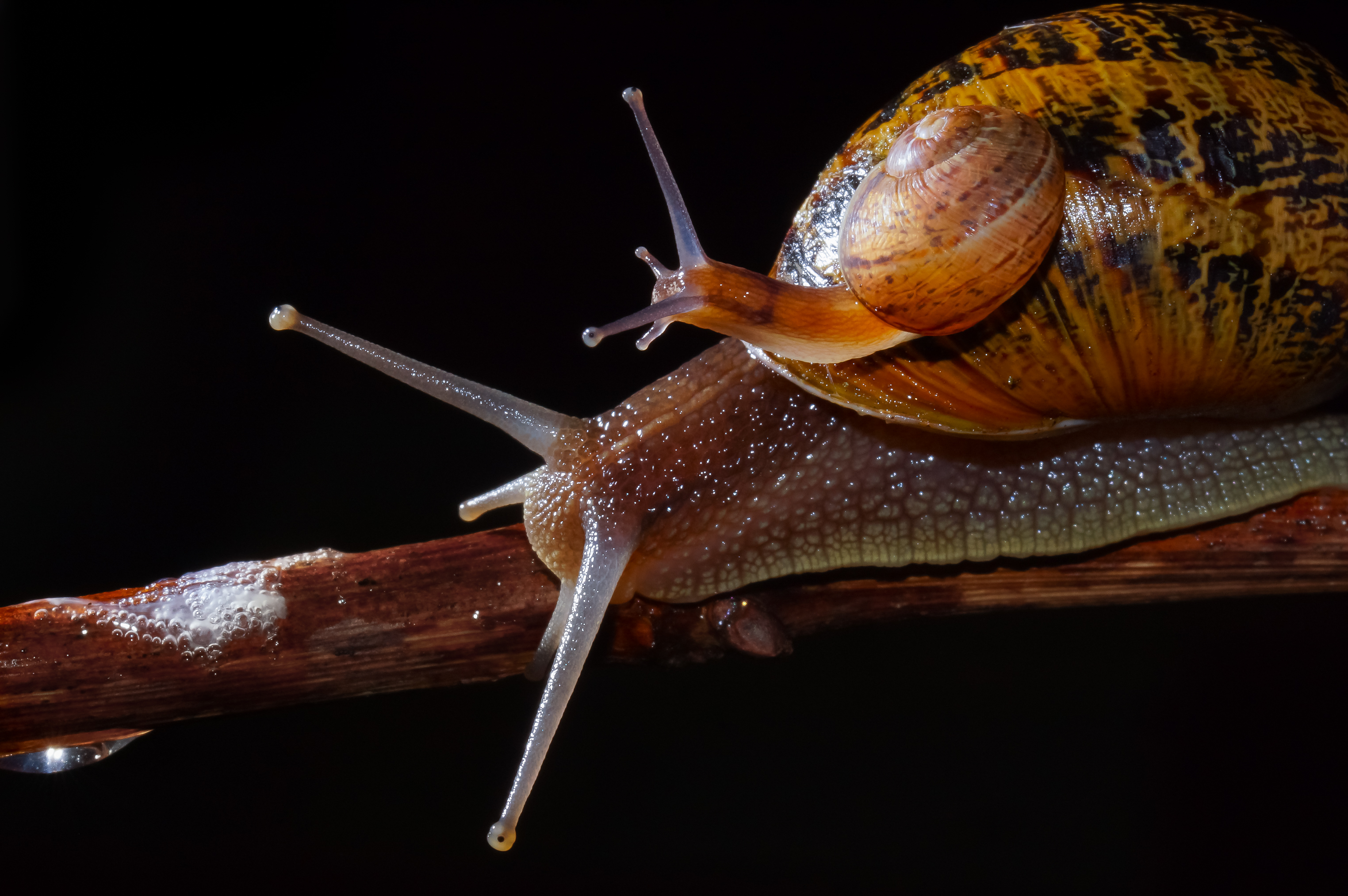 There`s a baby snail on a snail shell