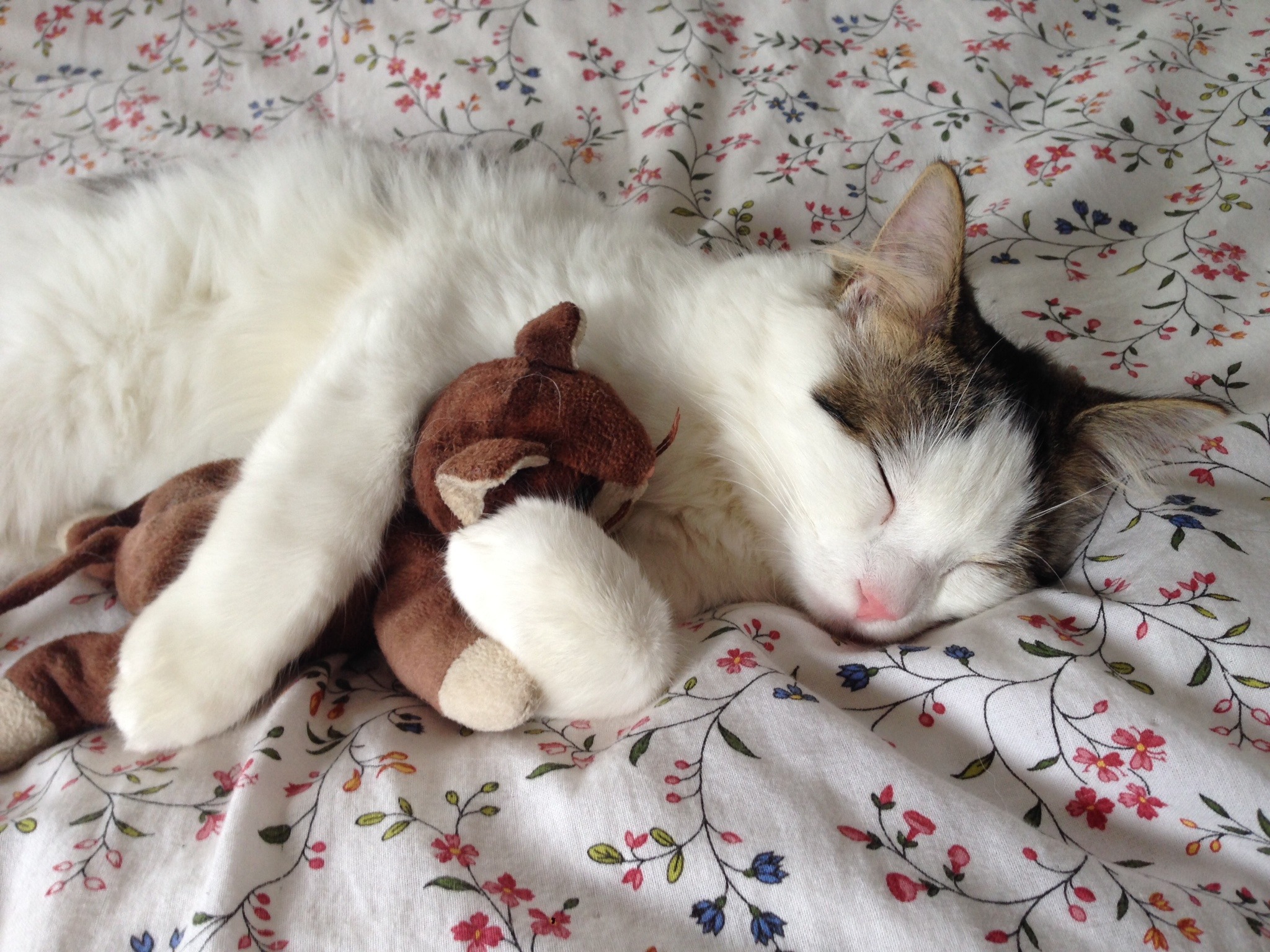 Free photo A cat sleeps snuggled up to a teddy bear.