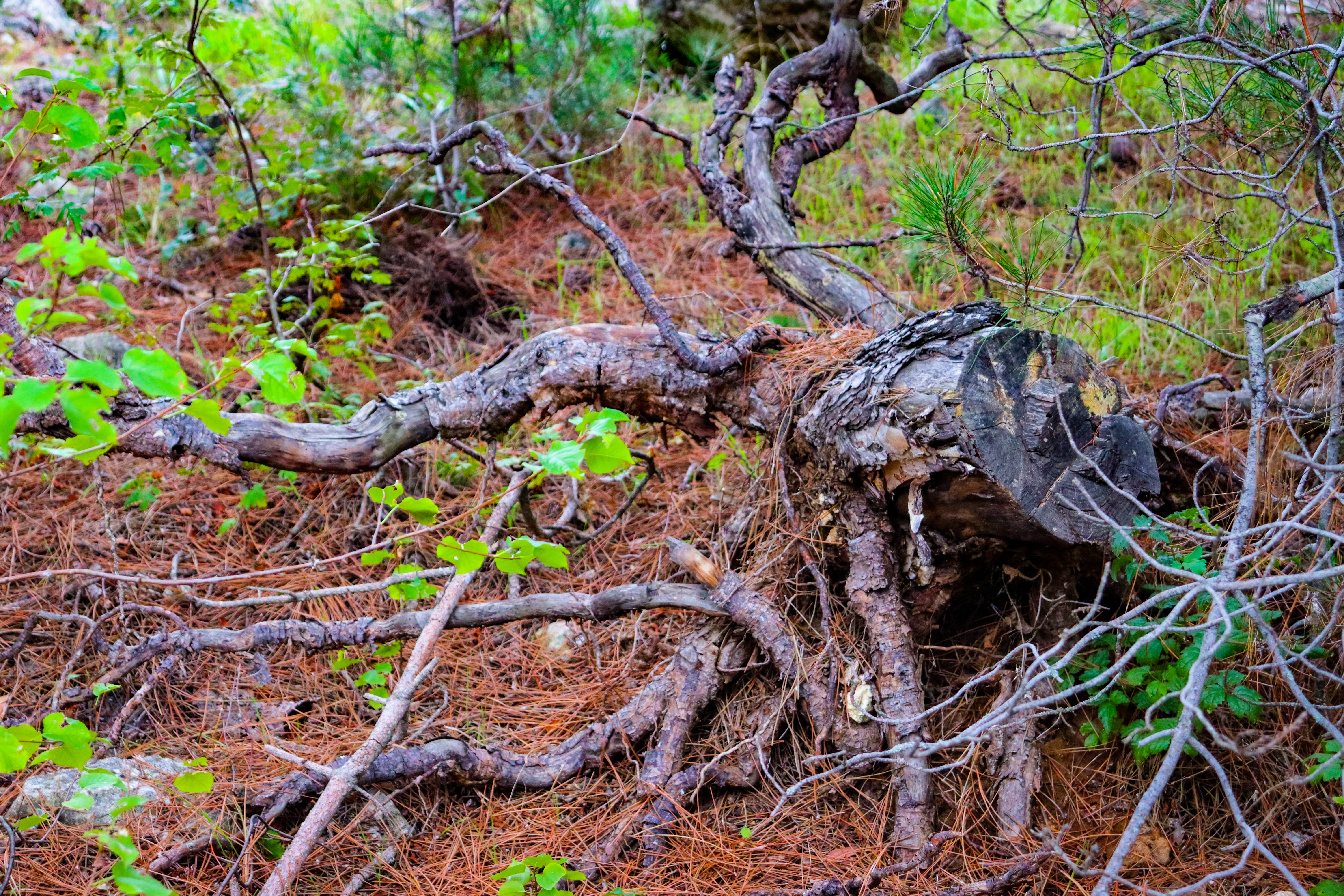 Hemp, leaves, roots.
