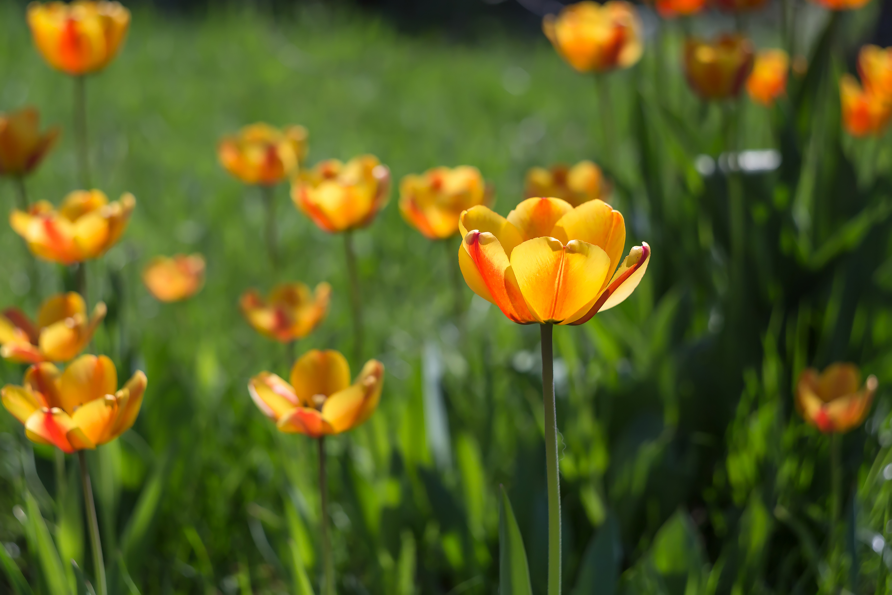 Жёлтые тюльпаны с красными прожилками