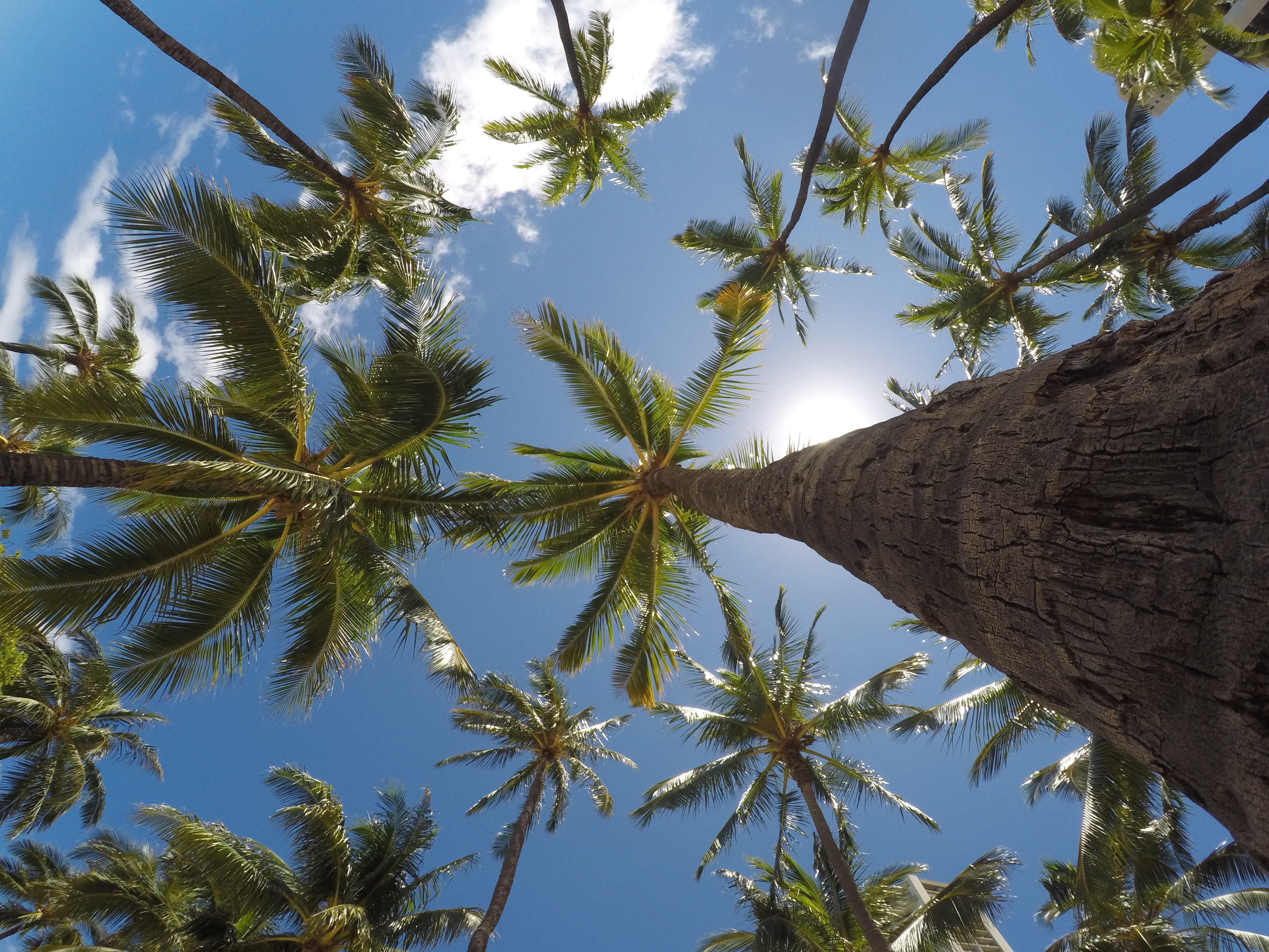 Looking up at the palm trees