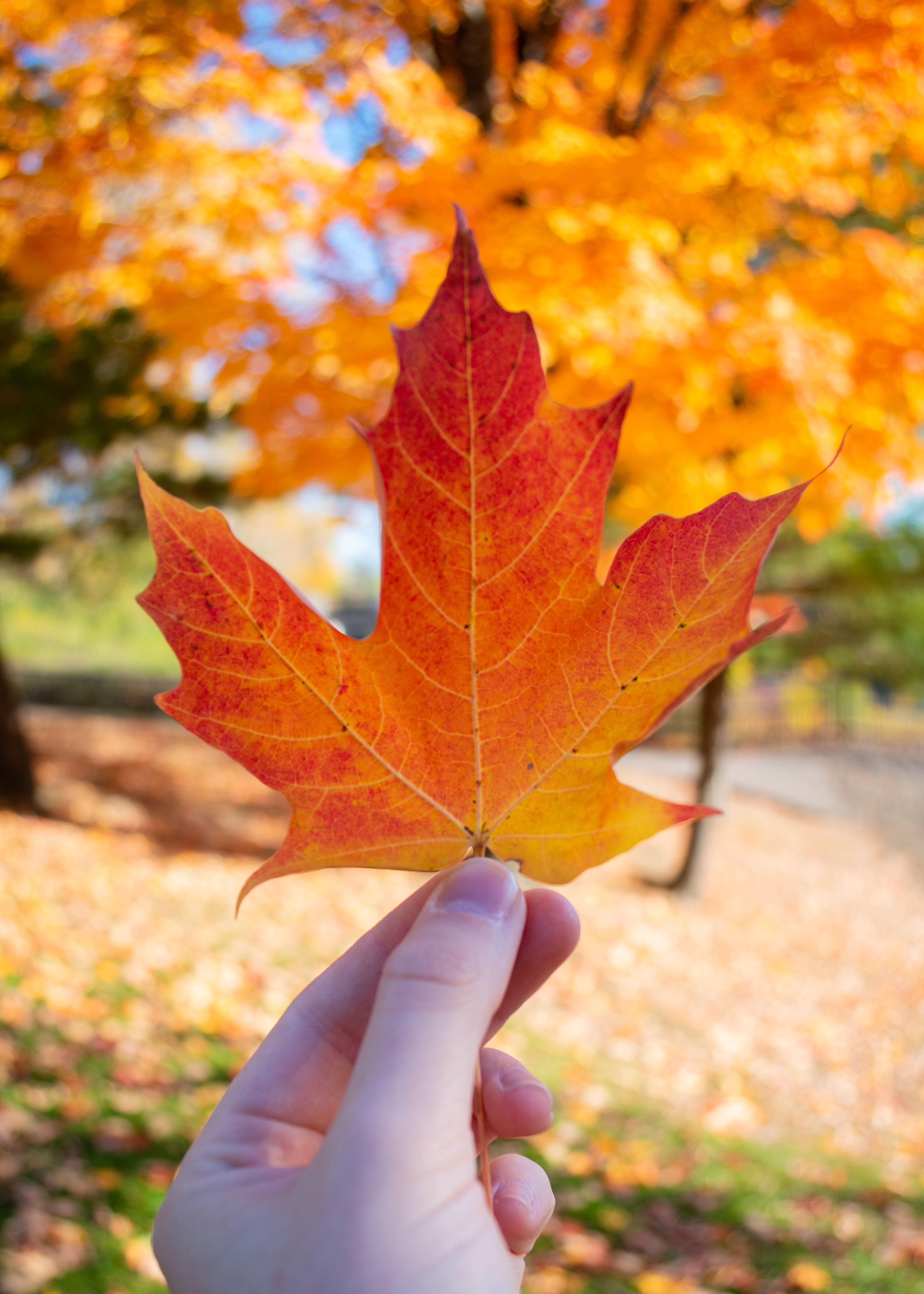 Wallpapers autumn leaf hand on the desktop