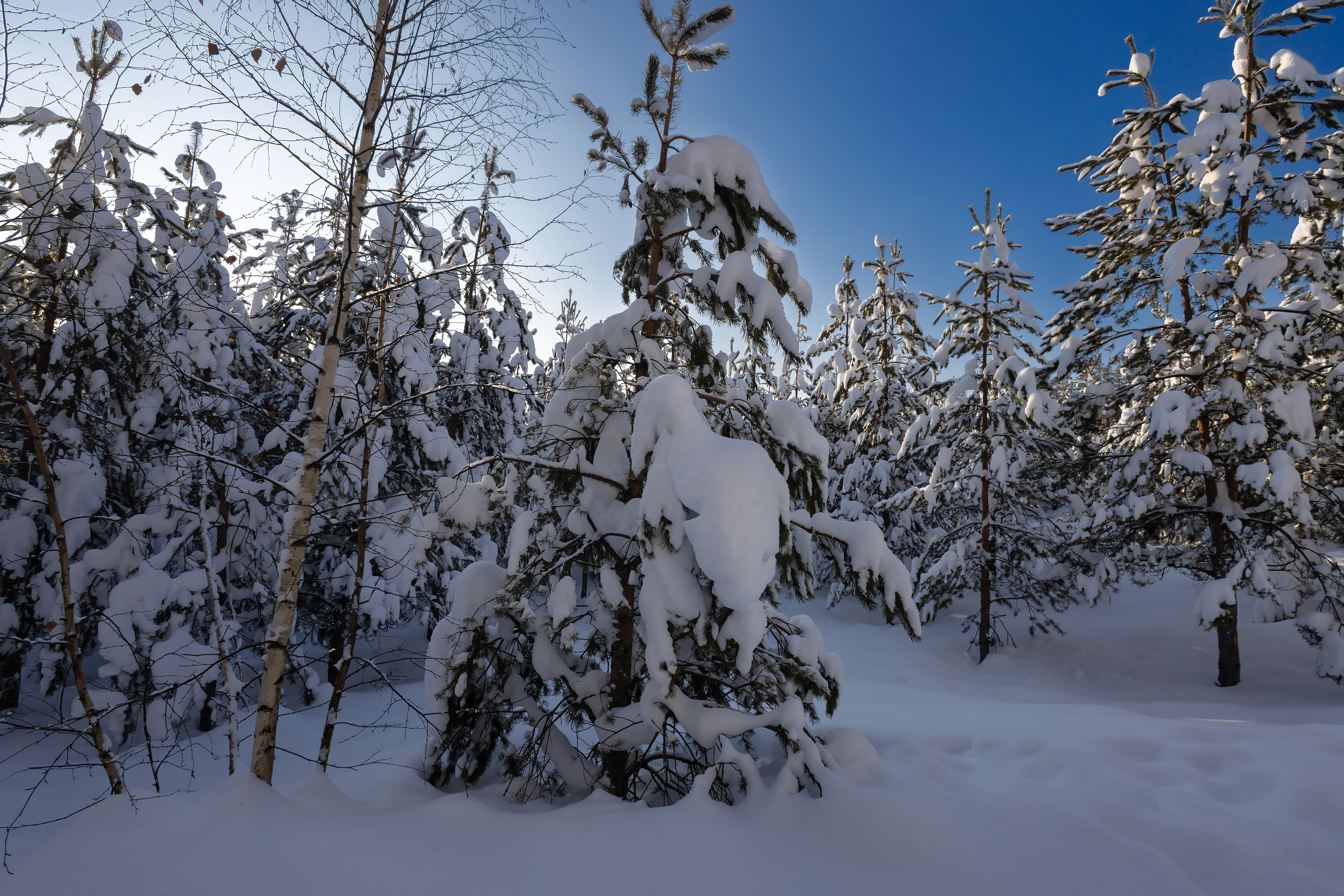 Free photo Snowy, winter forest