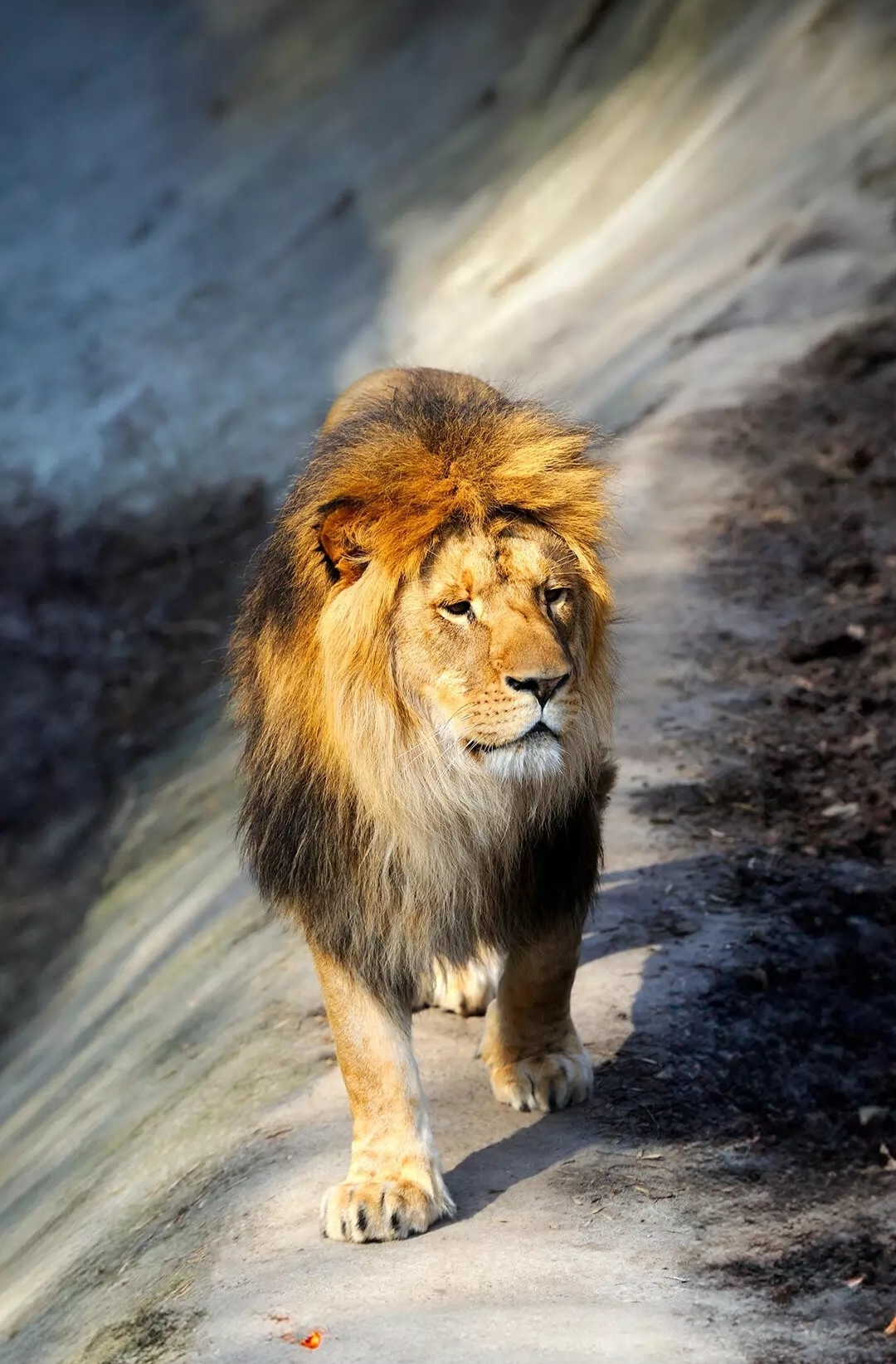 Бесплатное фото Гордость прайда