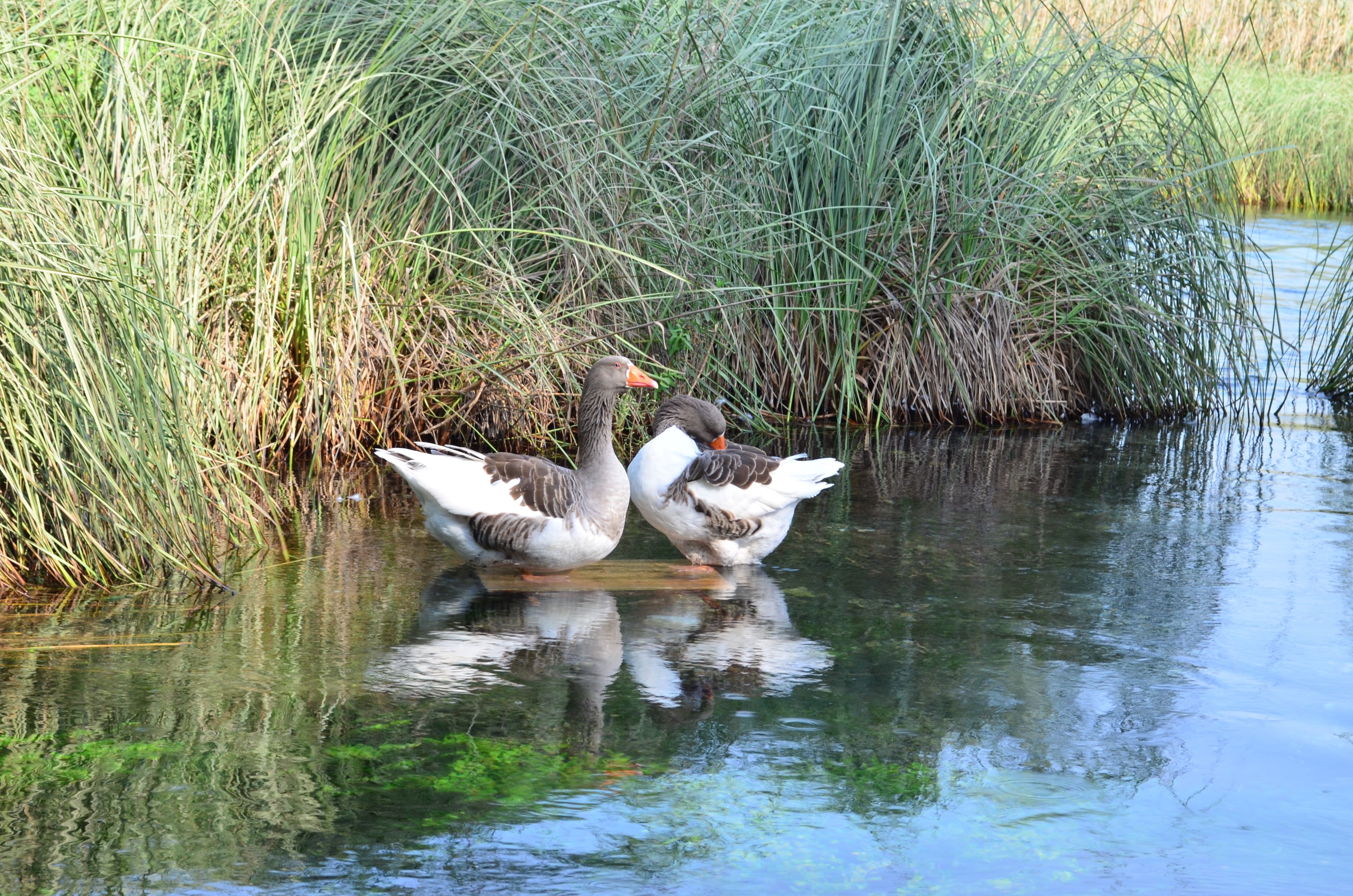 Two grey geese swimming in the lake