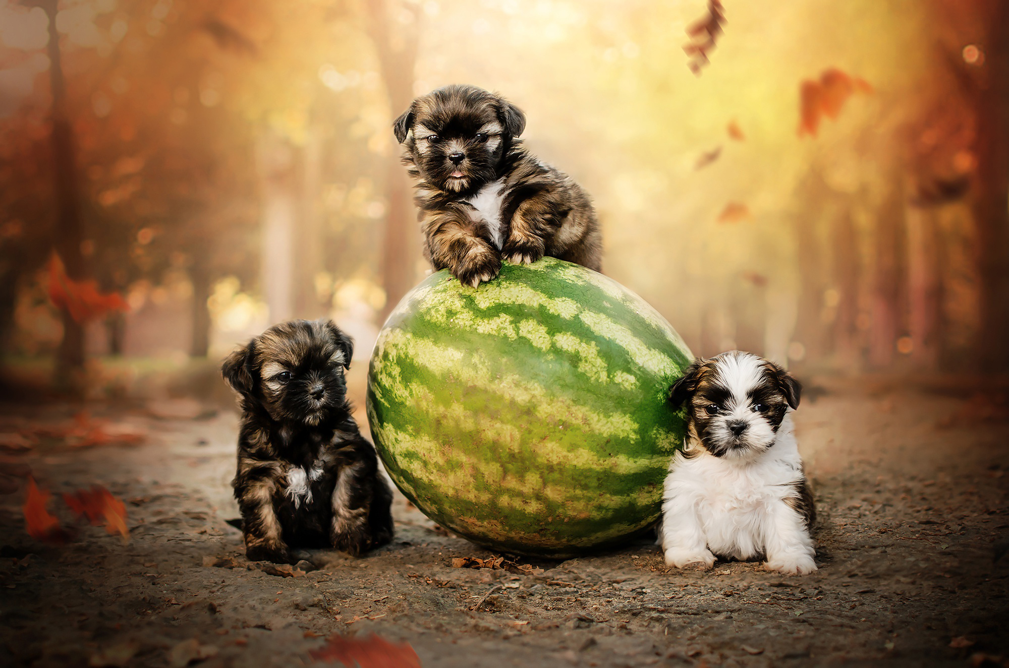 三只小狗和一个西瓜