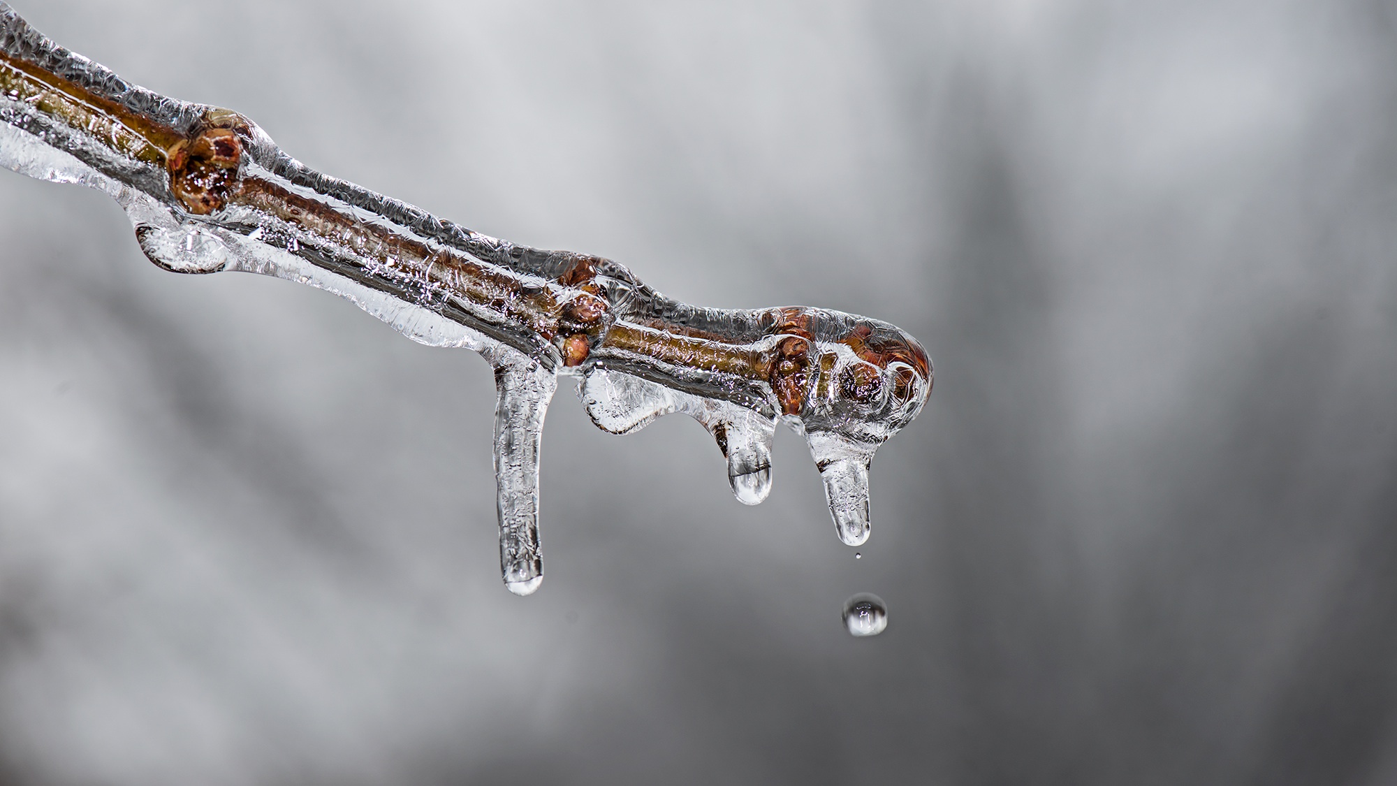 Free photo A twig in the ice in early winter