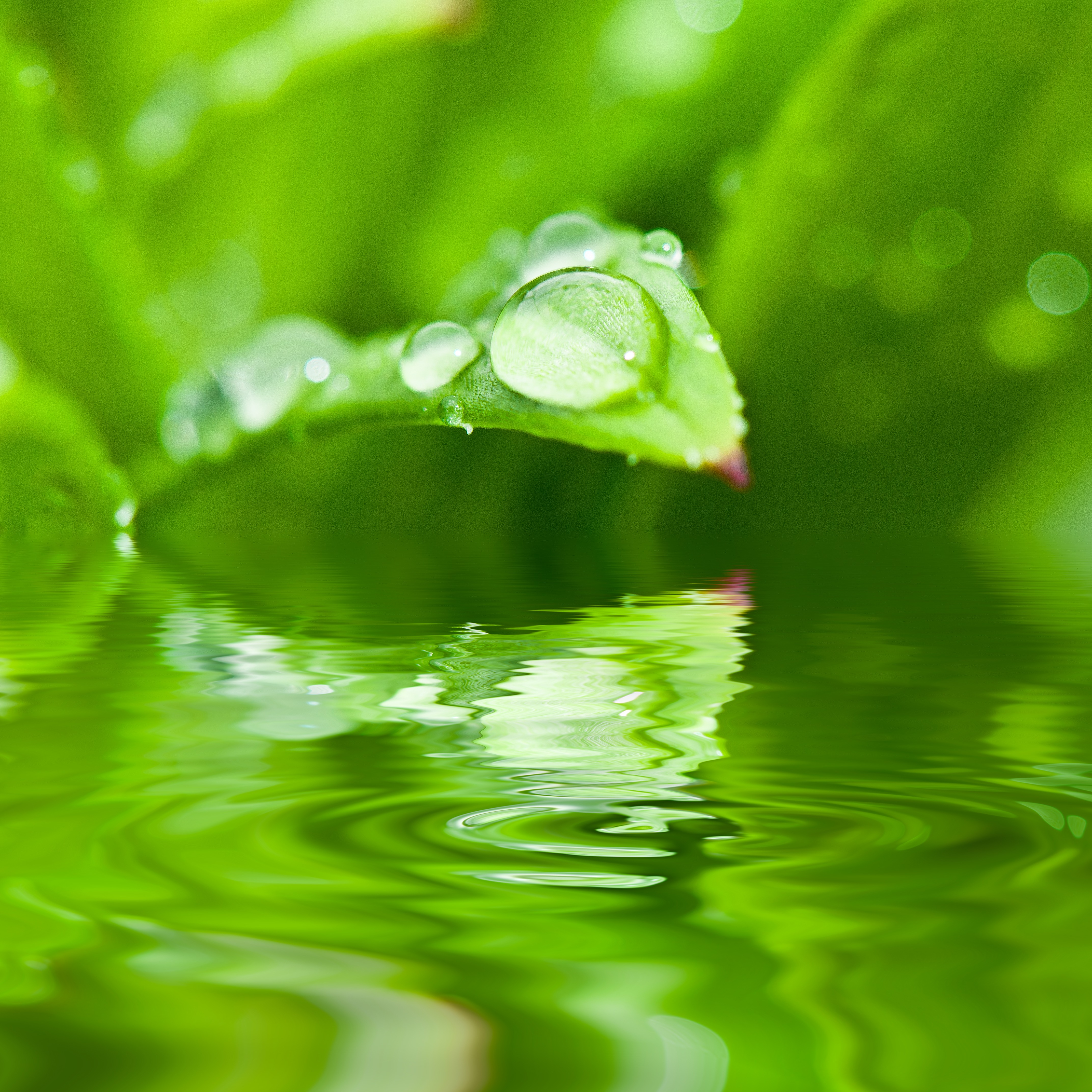 Free photo A drop of water on a leaf growing over the water.