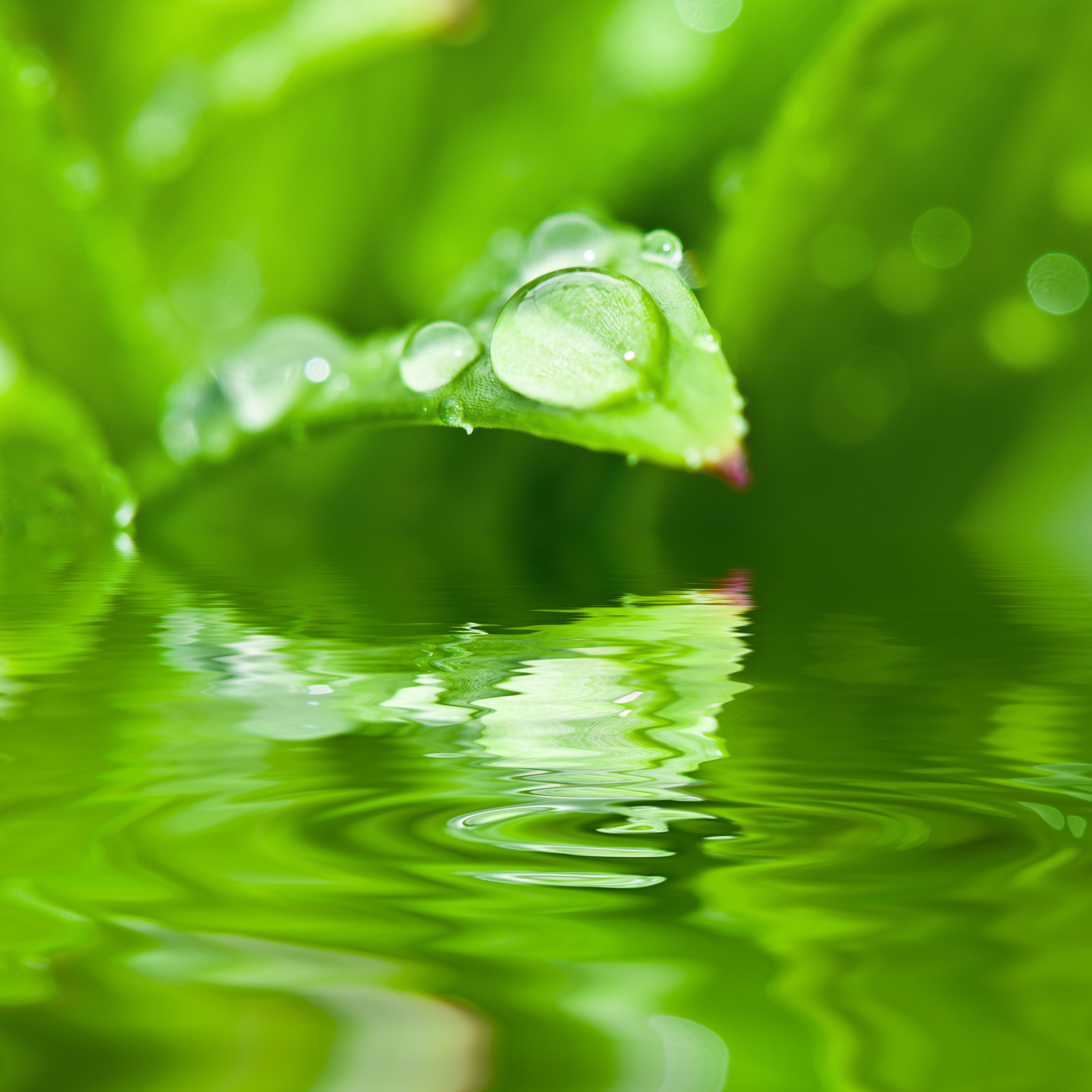 Бесплатное фото Капелька воды на листке растущим над водой