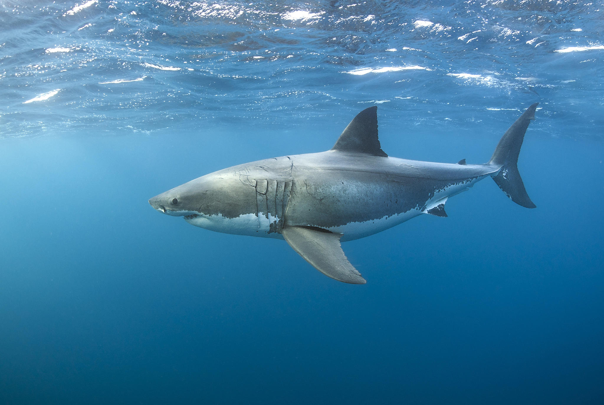 Wallpapers Sea inhabitants Underwater world Sharks on the desktop